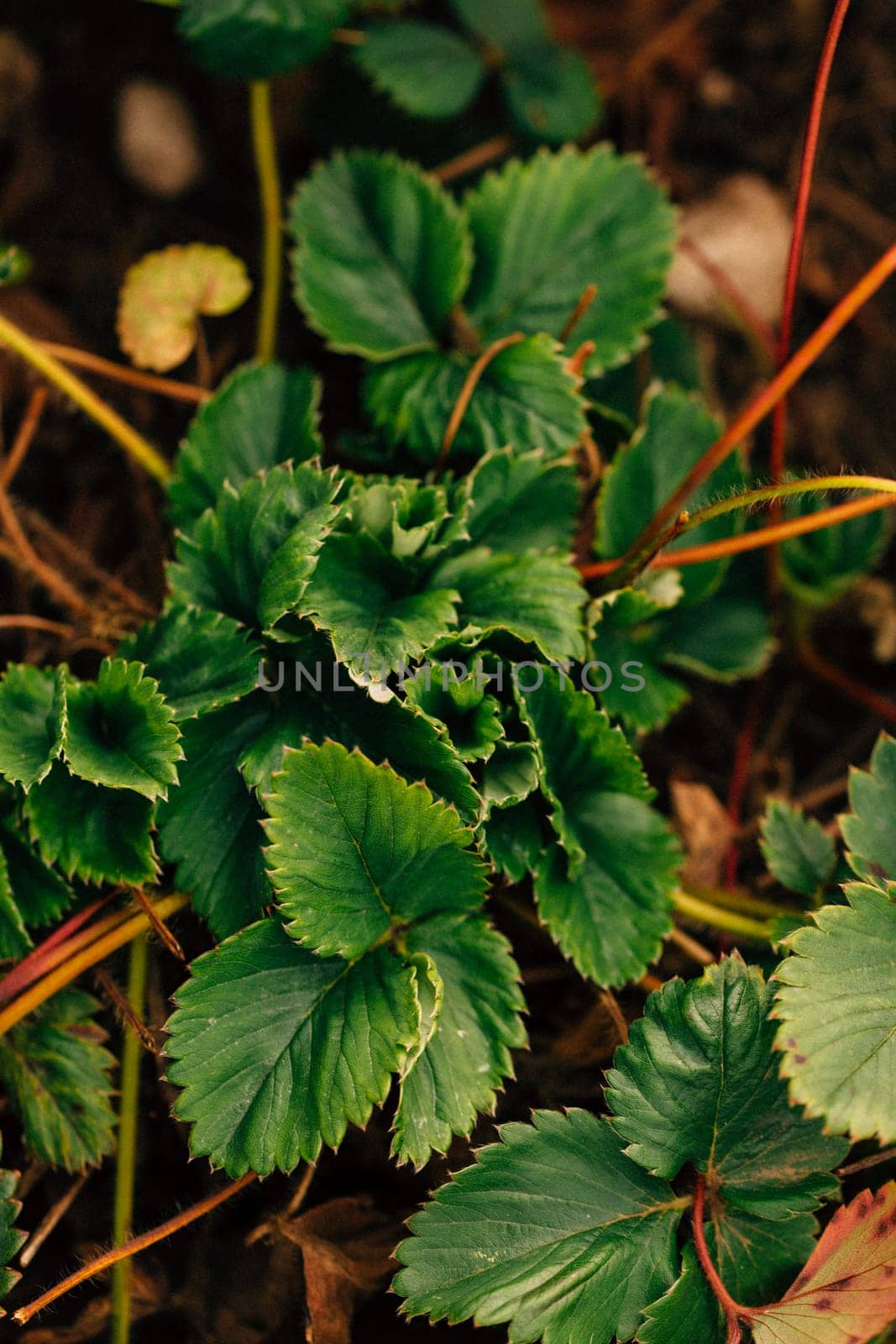 Strawberry bush growing on a garden bed
