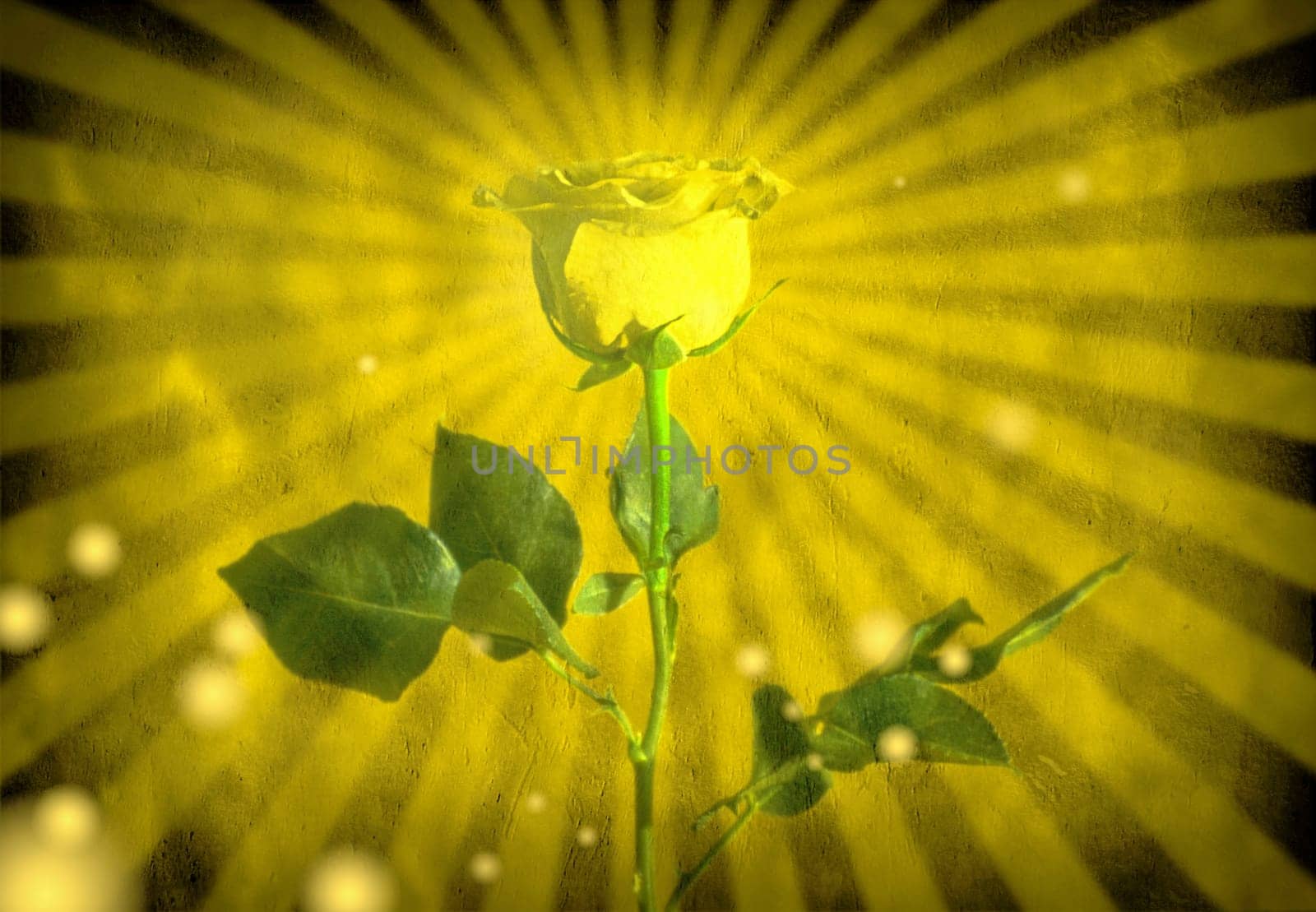 Yellow rose. Background with light rays