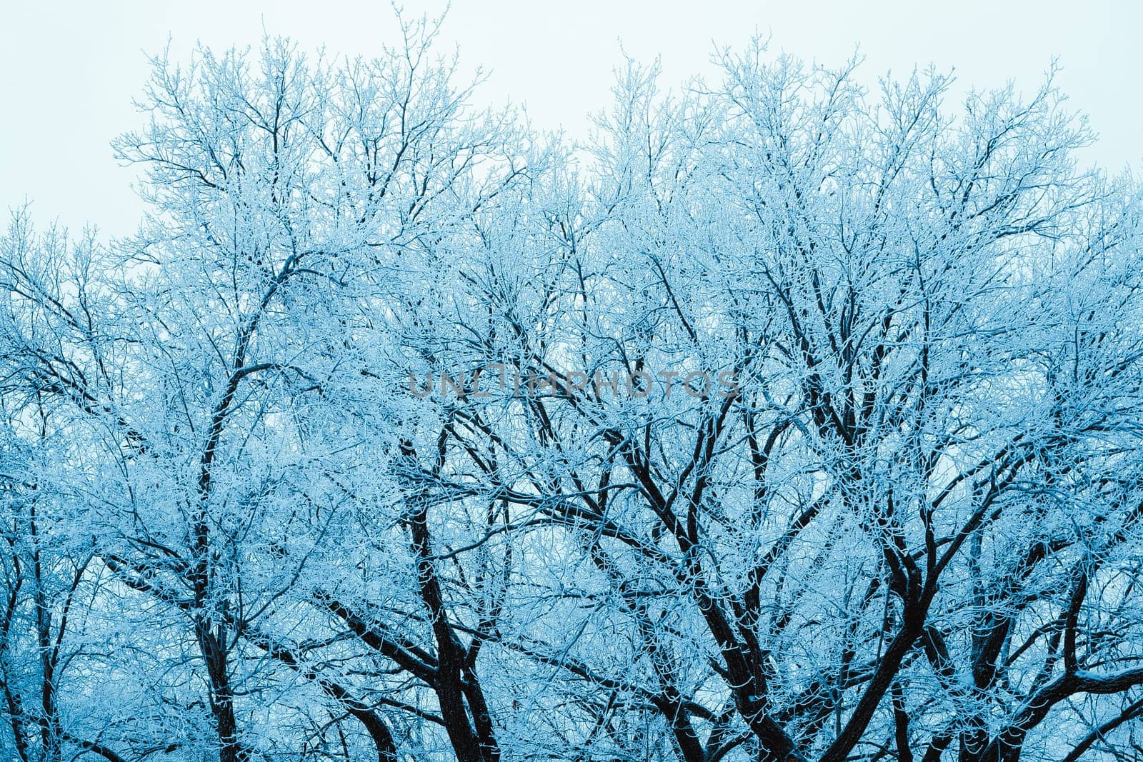 winter forest and branches in the snow during the day.