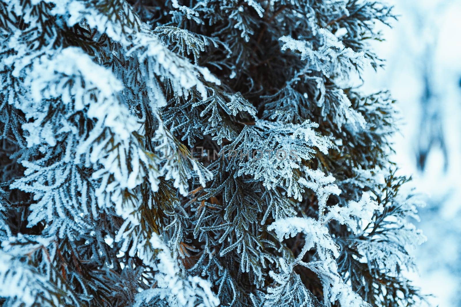 frozen spruce in hoarfrost in winter afternoon.
