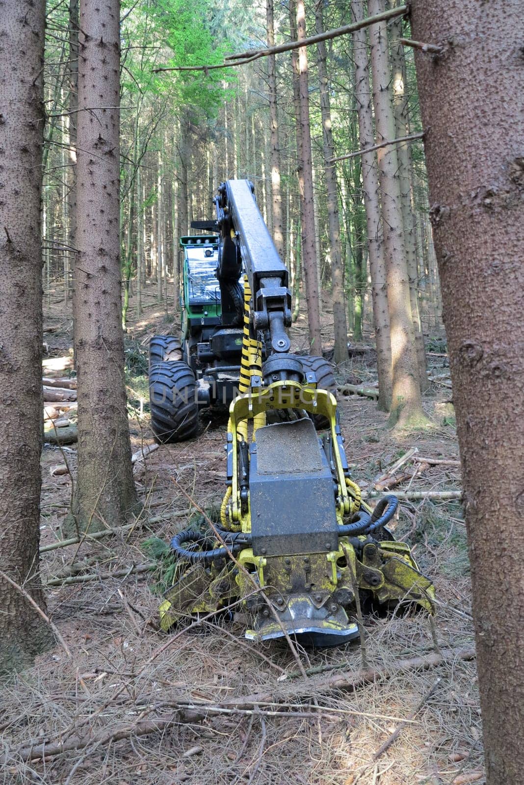 Wood harvesting machine in the forest