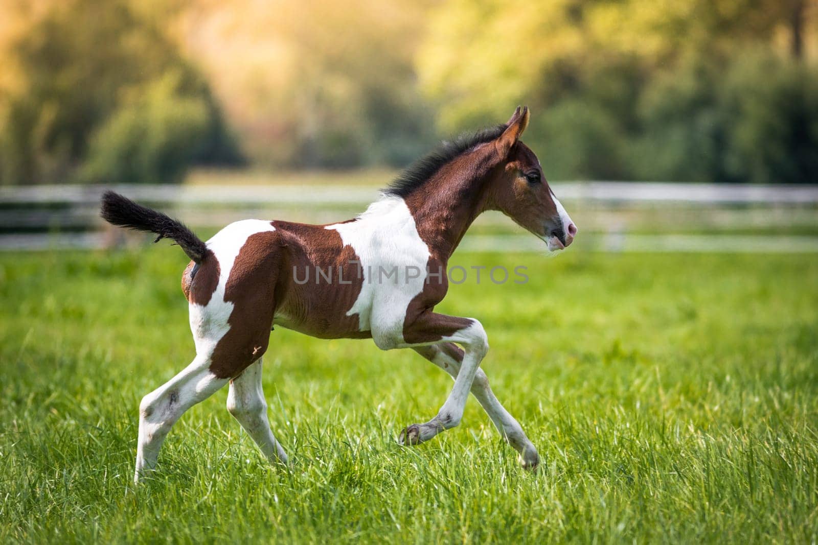 A still very young brown/white foal runs over the pasture.
