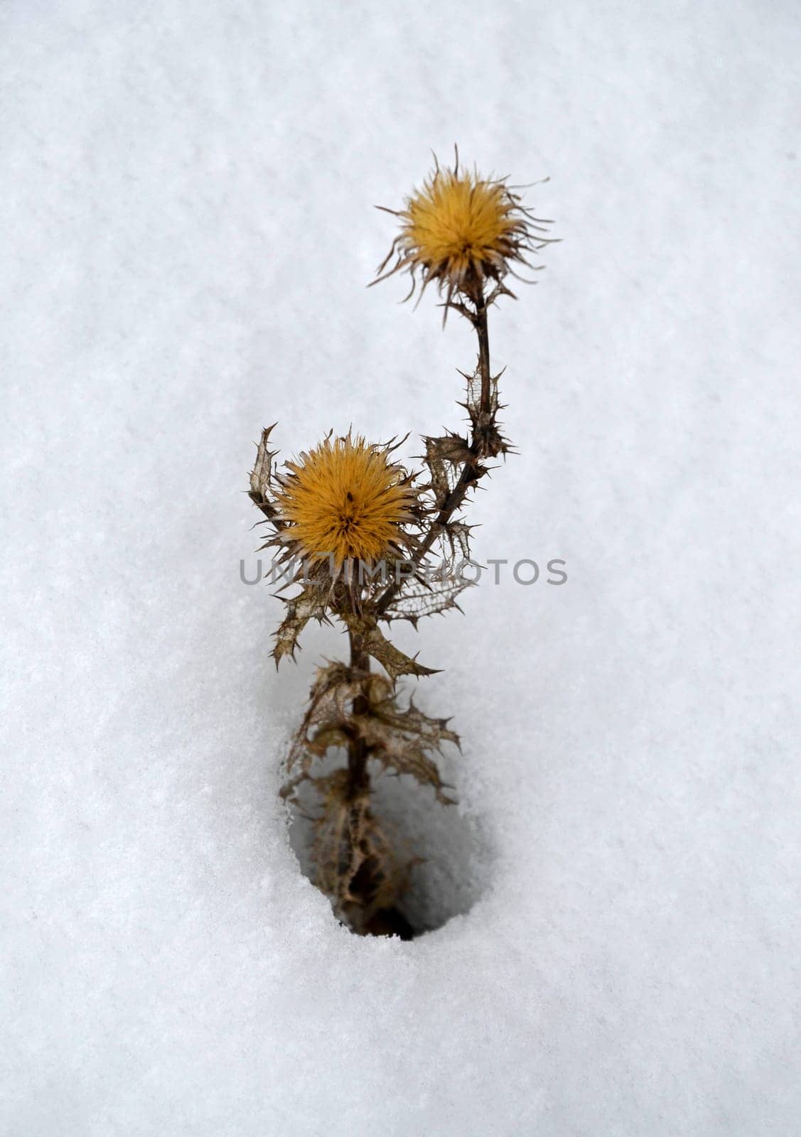 Thistle in the Snow