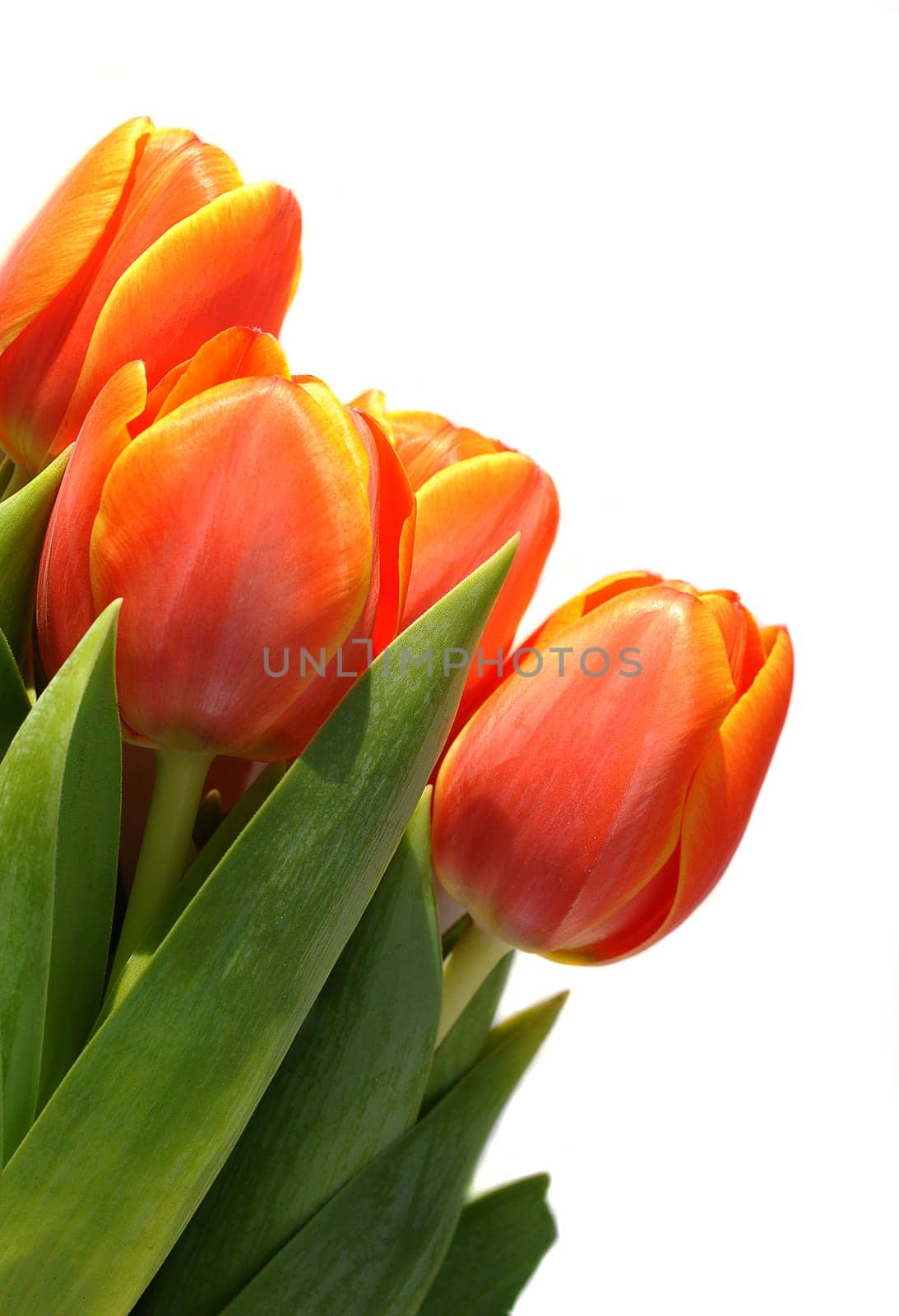 red tulips,white background