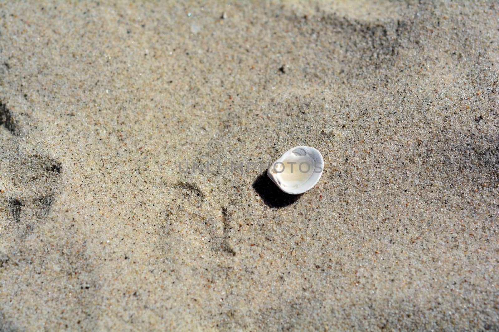 Shell shell on the beach of the Baltic Sea