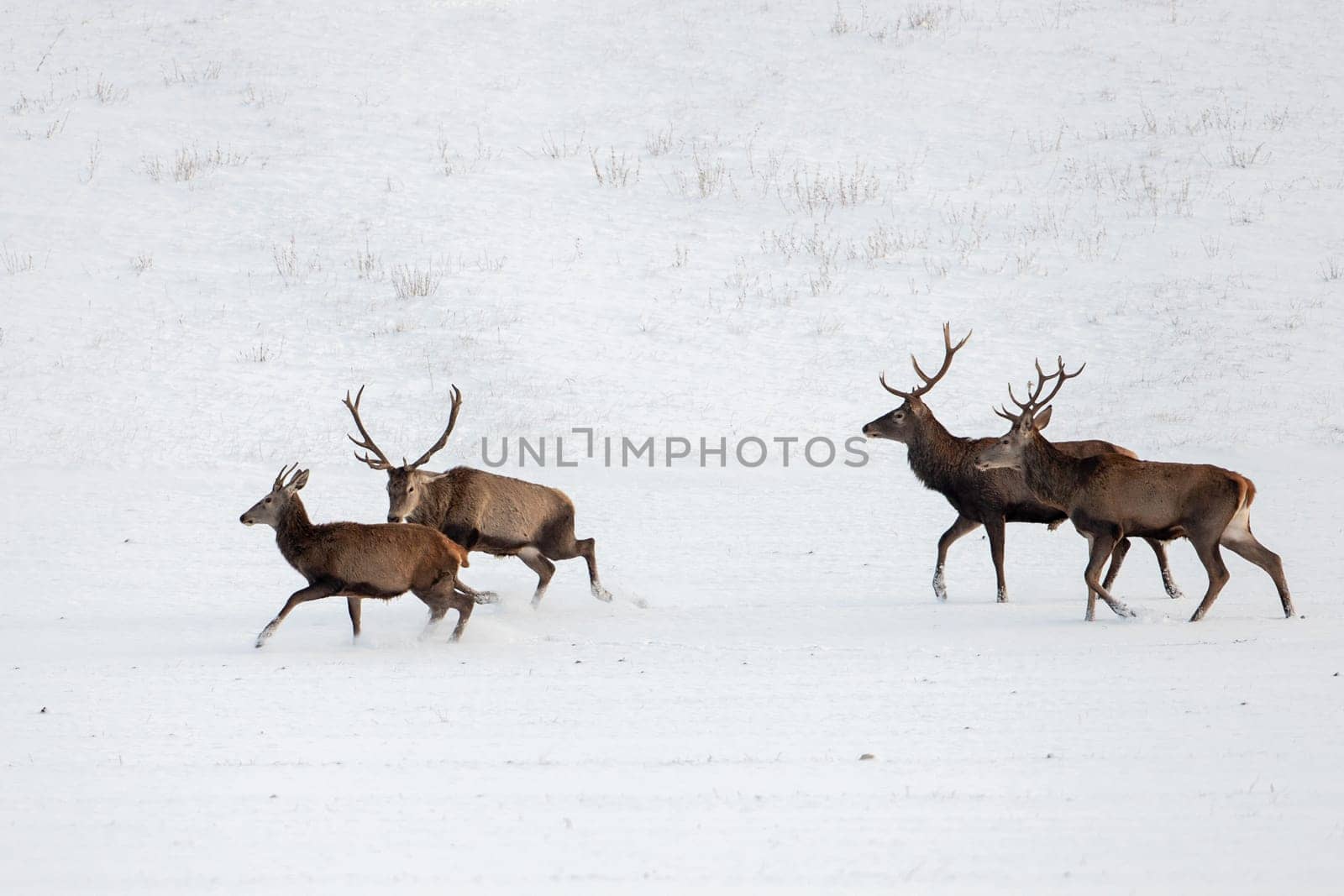 Herd of red deer, cervus elaphus, stags in winter on snow. Wild animals in cold weather. Wildlife scenery from nature.