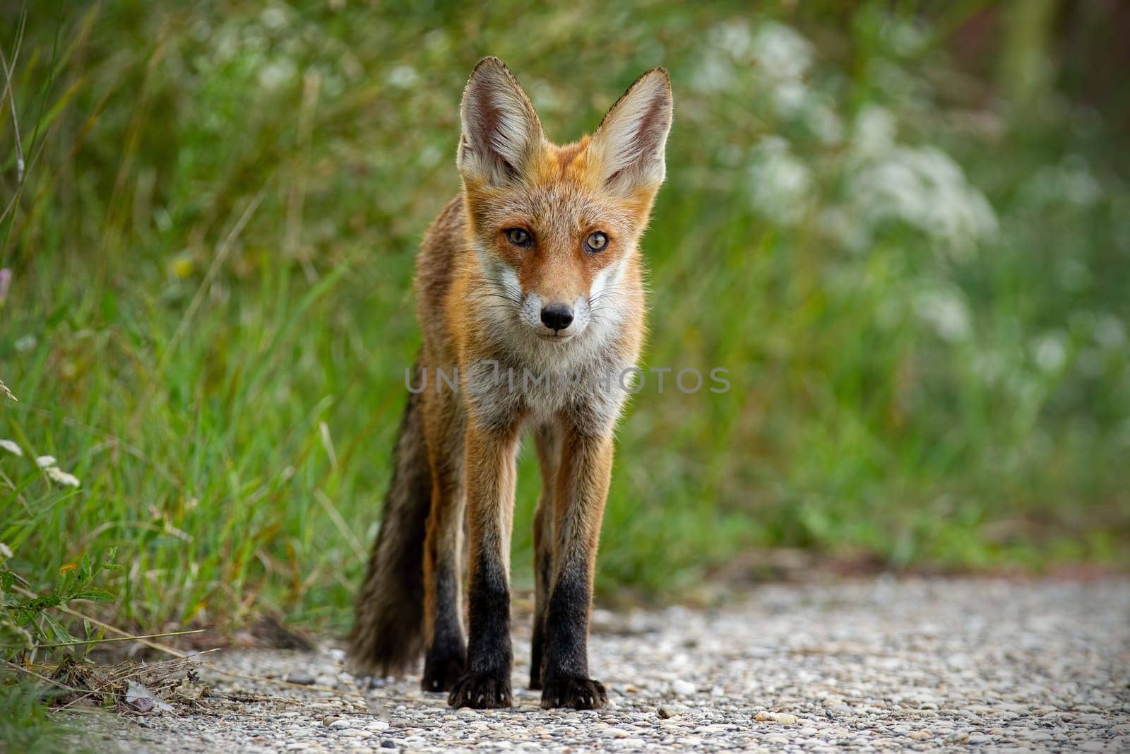 Young red fox, vulpes vulpes, standing on gravel roadside in summer. Wild animal on road.