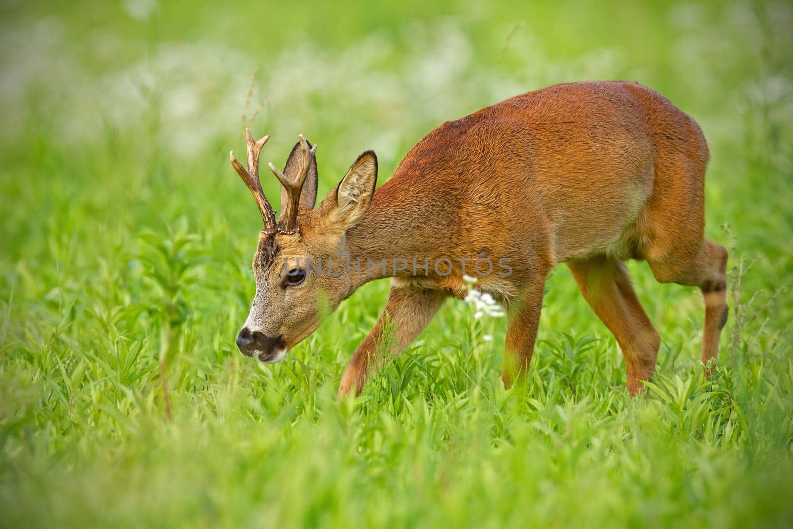 Young roe deer, capreolus capreolus, buck on hay field chewing peacefully in summer surrounded by white flowers in summer. Wildlife scenery with relaxed wild animal approaching cautiously.