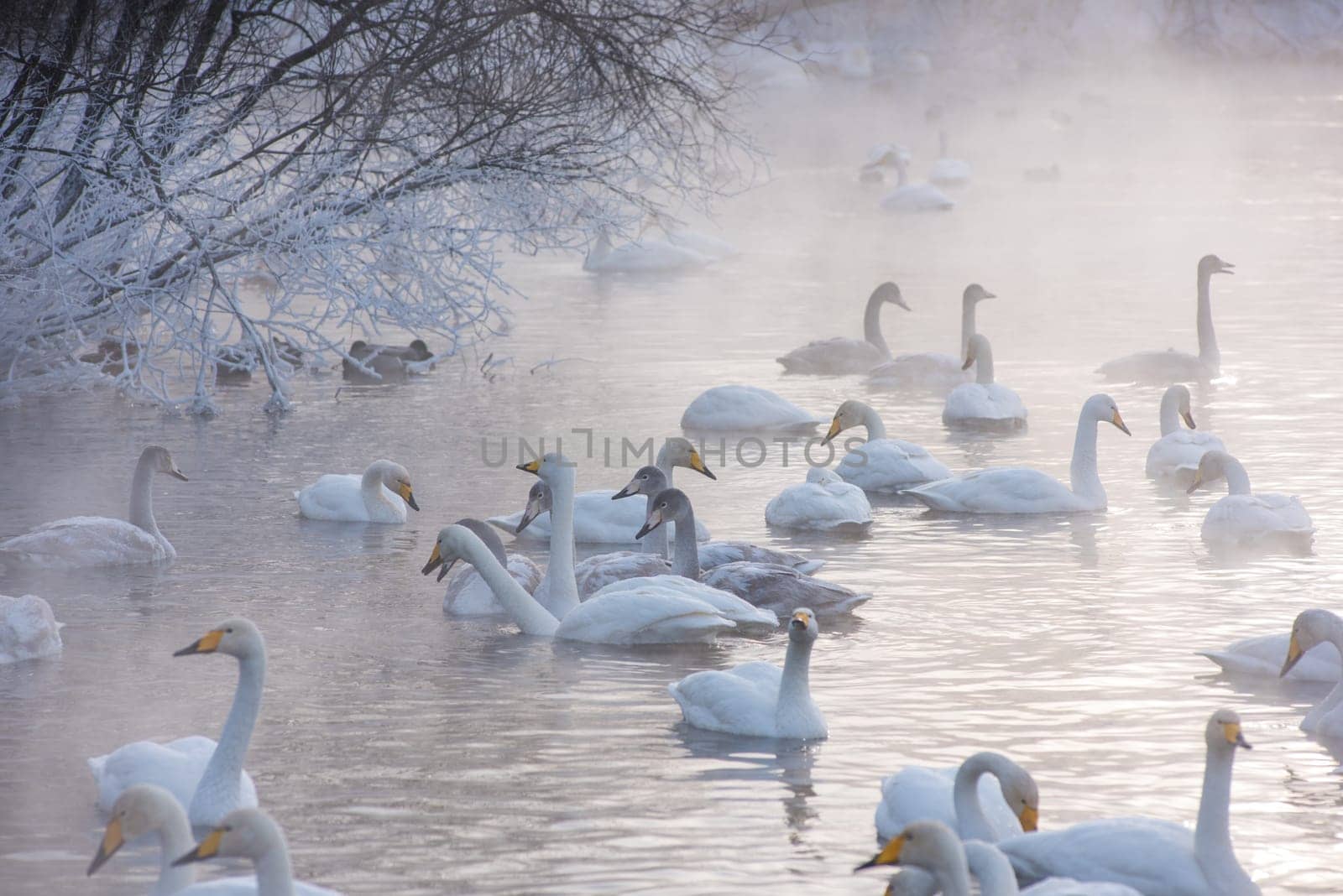 Beautiful white whooping swans swimming in the nonfreezing winter lake. The place of wintering of swans, Altay, Siberia, Russia.
