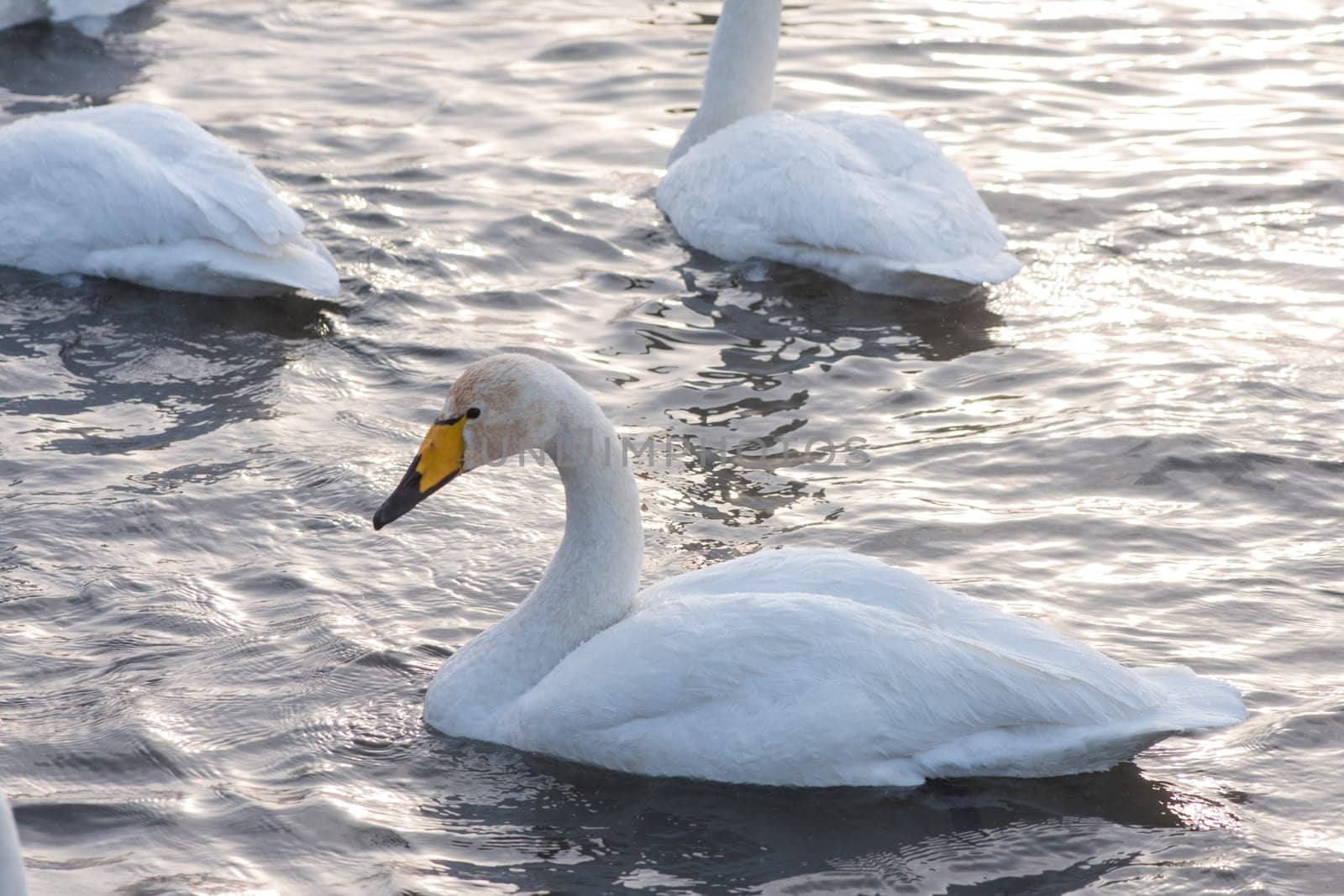 Beautiful white whooping swans swimming in the nonfreezing winter lake. The place of wintering of swans, Altay, Siberia, Russia.