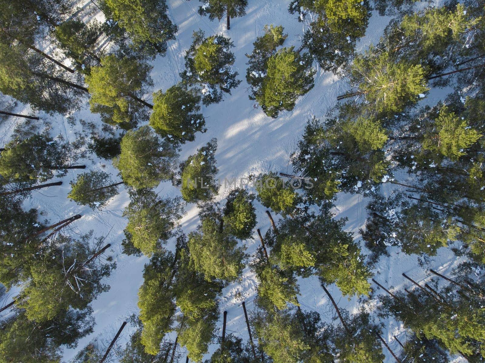Aerial view of winter siberian forest