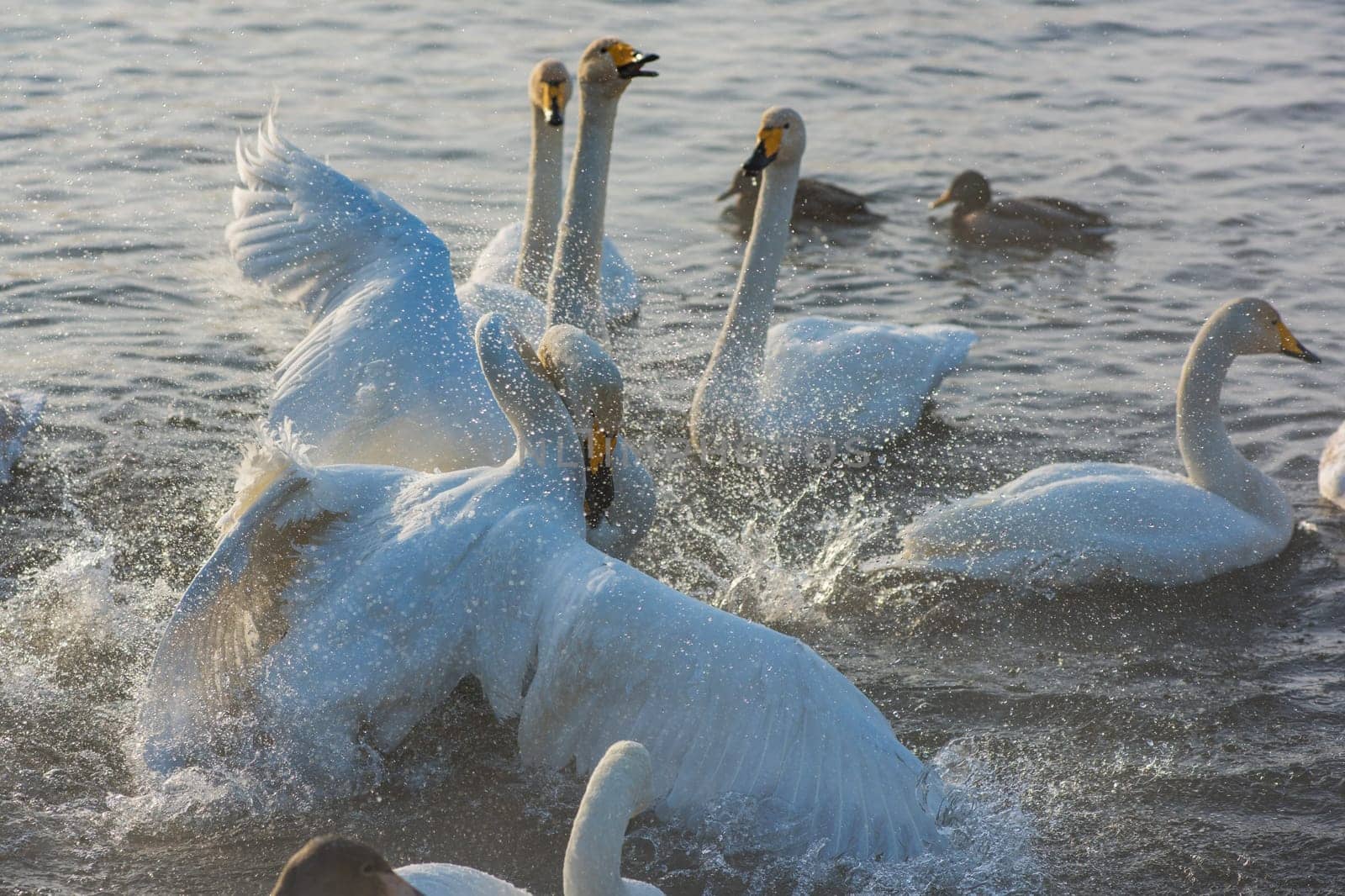 Fighting white whooping swans swimming in the nonfreezing winter lake. The place of wintering of swans, Altay, Siberia, Russia.