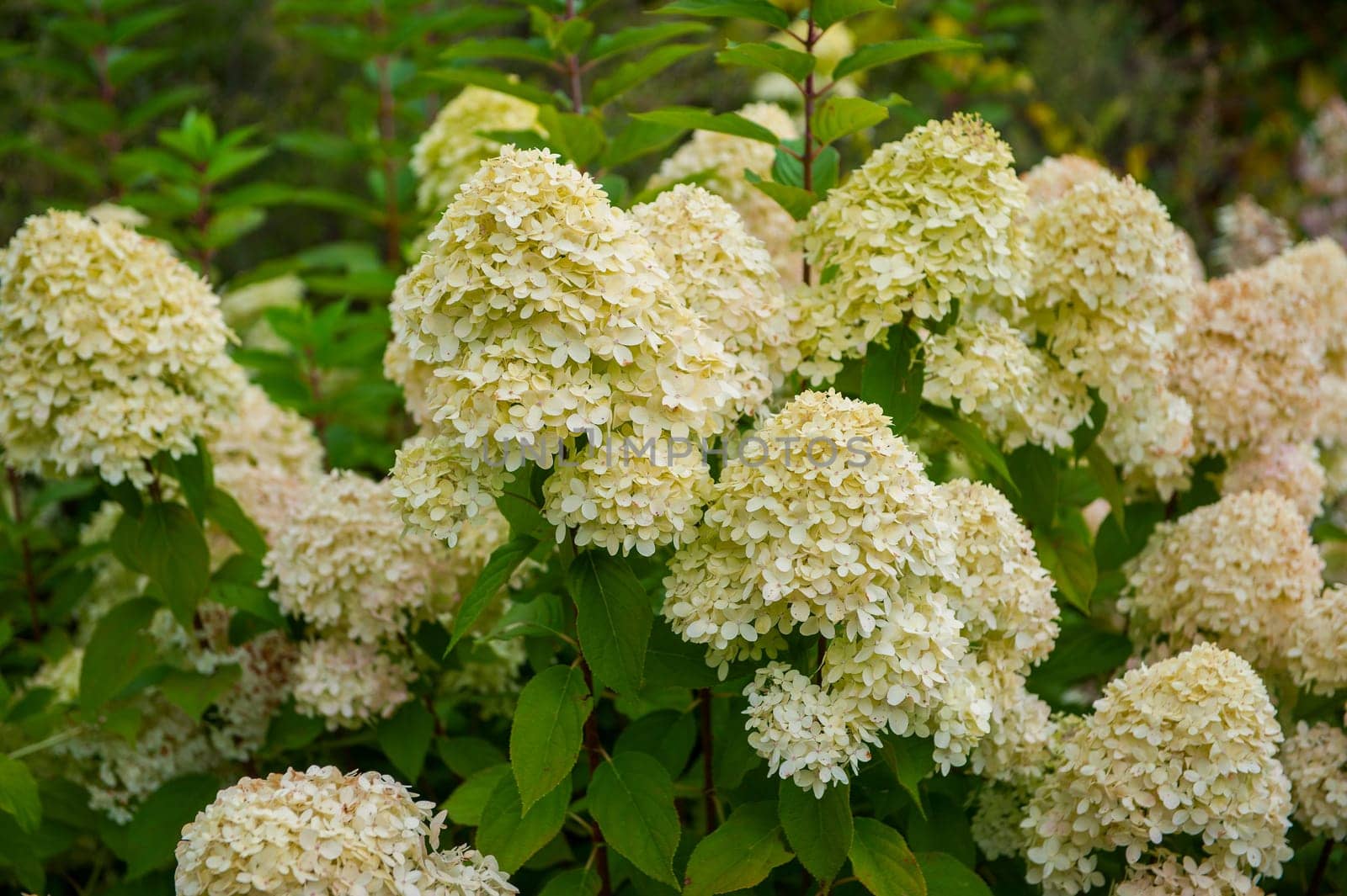 Beautiful Hydrangea flower. Latin name- Hydrangea arborescens.