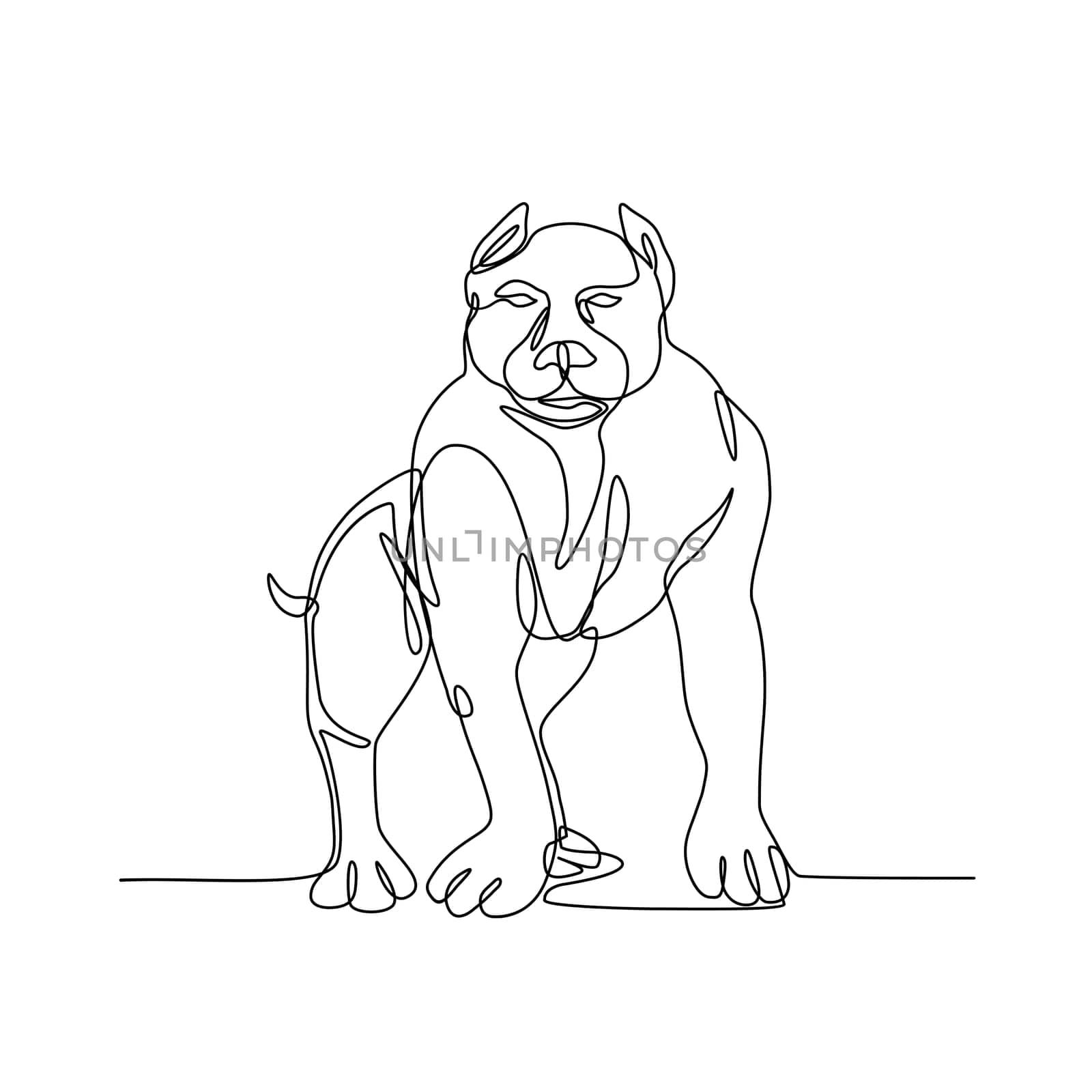 Continuous line illustration of an  American Bully, pit bull, a type of dog descended from bulldogs and terriers  done in black and white monoline style.