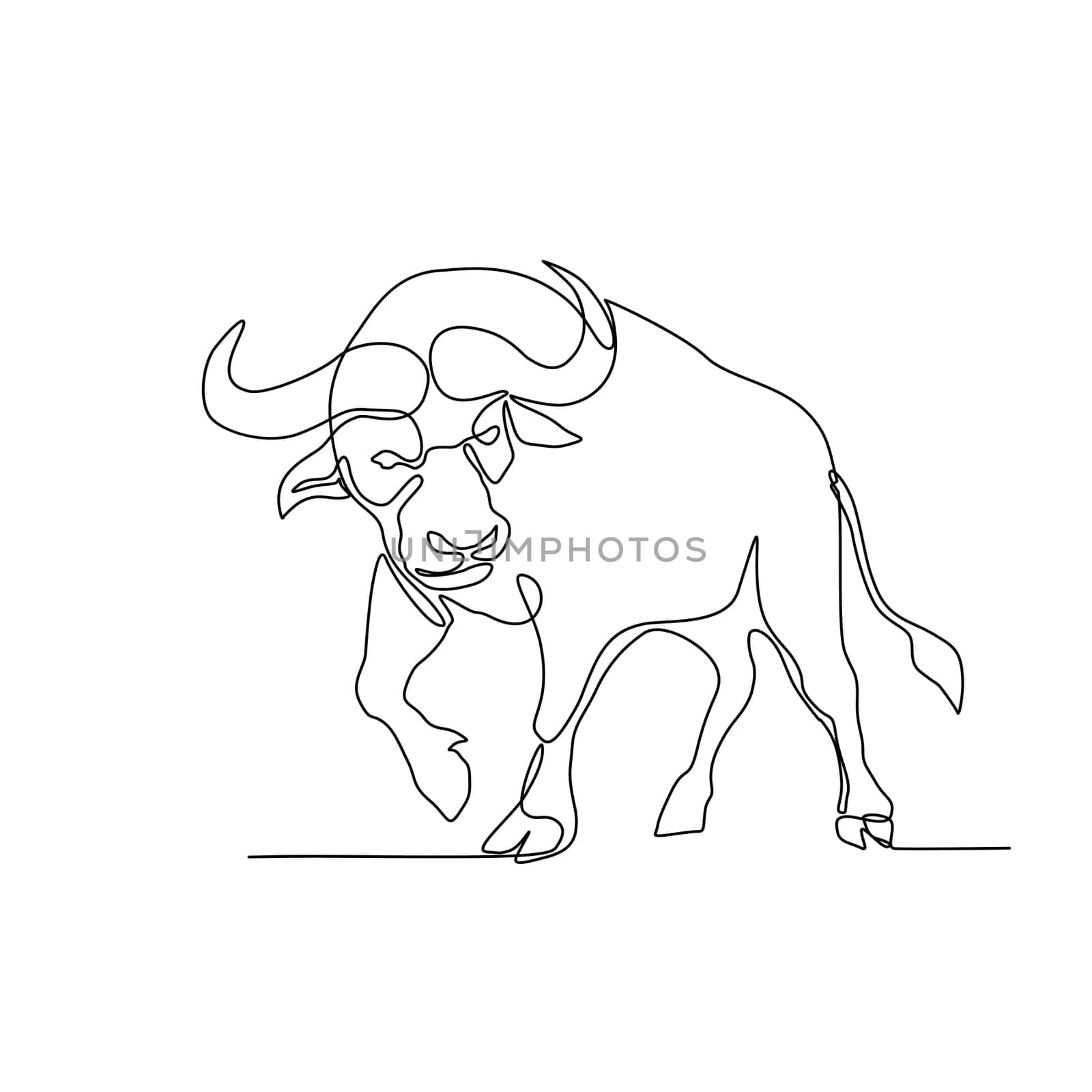 Continuous line illustration of an African buffalo or Cape buffalo, a large African bovine, about to charge or attack done in black and white monoline style.