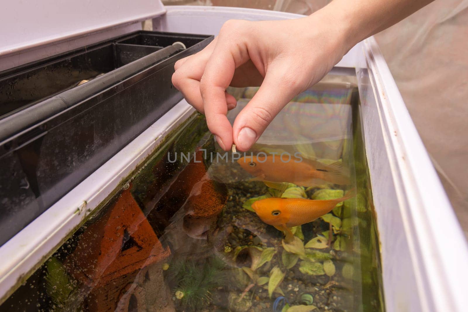 Feeding aquarium fish with dry large food