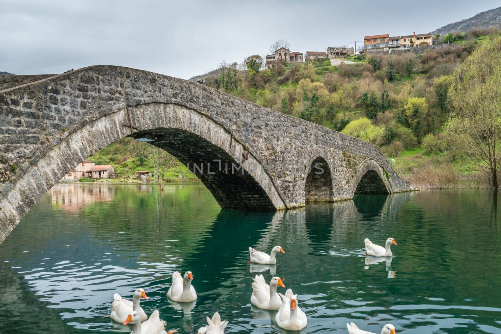 Swans swimming under the ancient stone arch bridge  in Rijeka Crnojevica on a rainy day, Montenegro