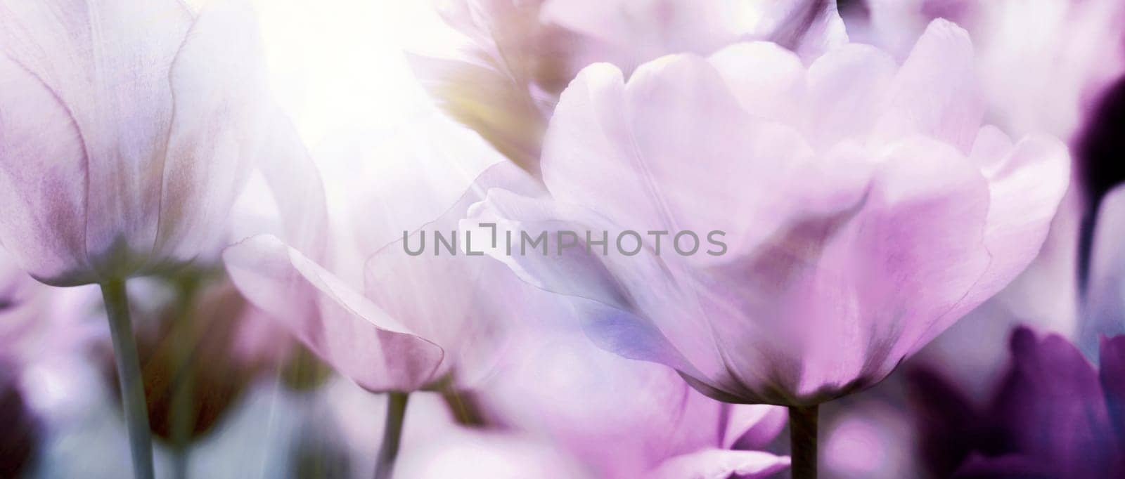 Group of fresh beautiful tulips in bright warm spring sunlight. Close up panorama view.