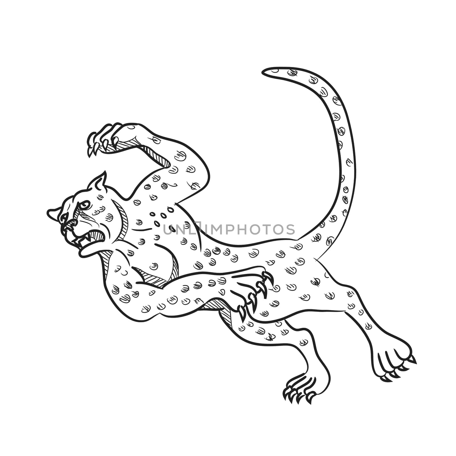 Cartoon style illustration of a cheetah running, tripping and then falling down done in black and white on isolated background.