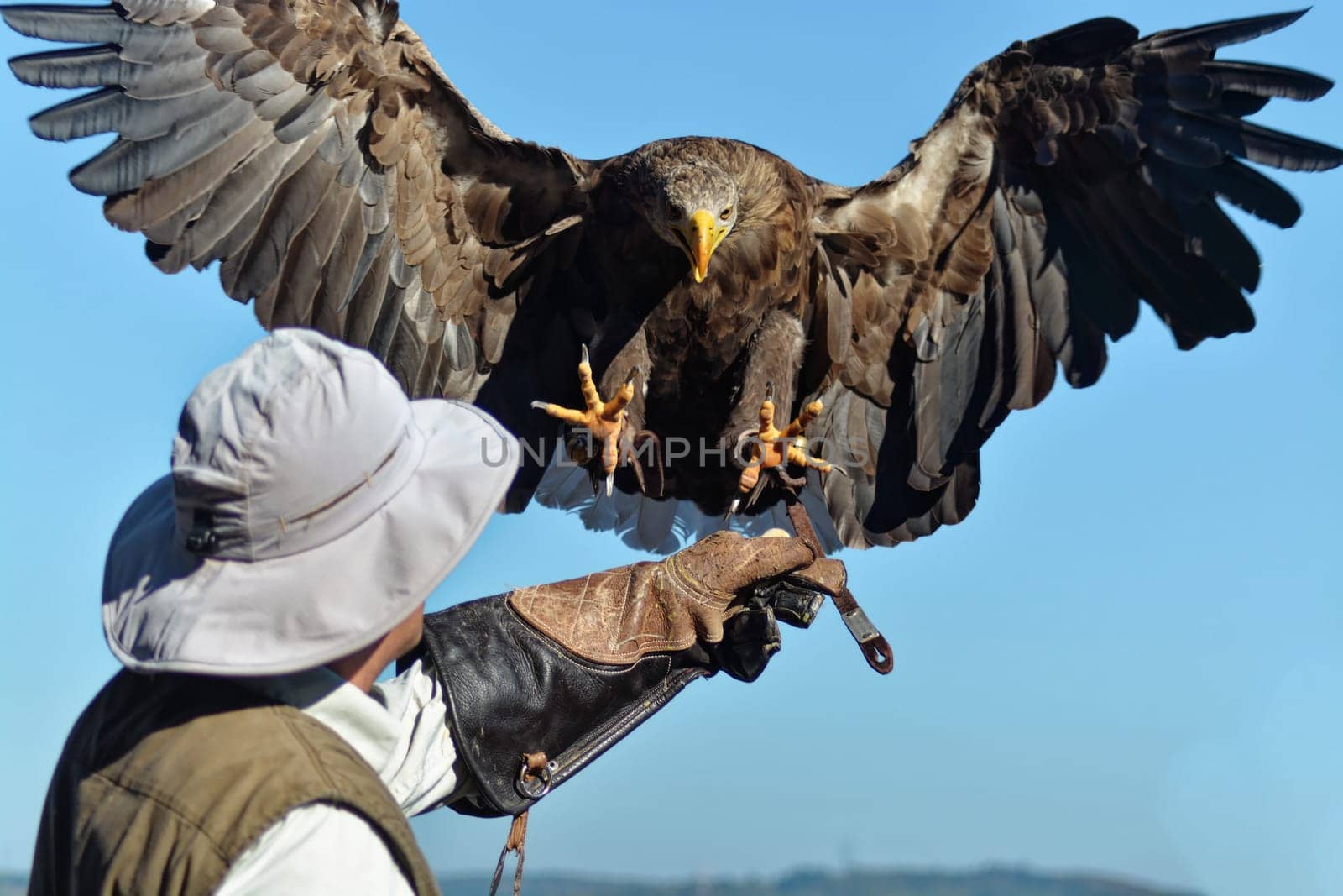 Eagle