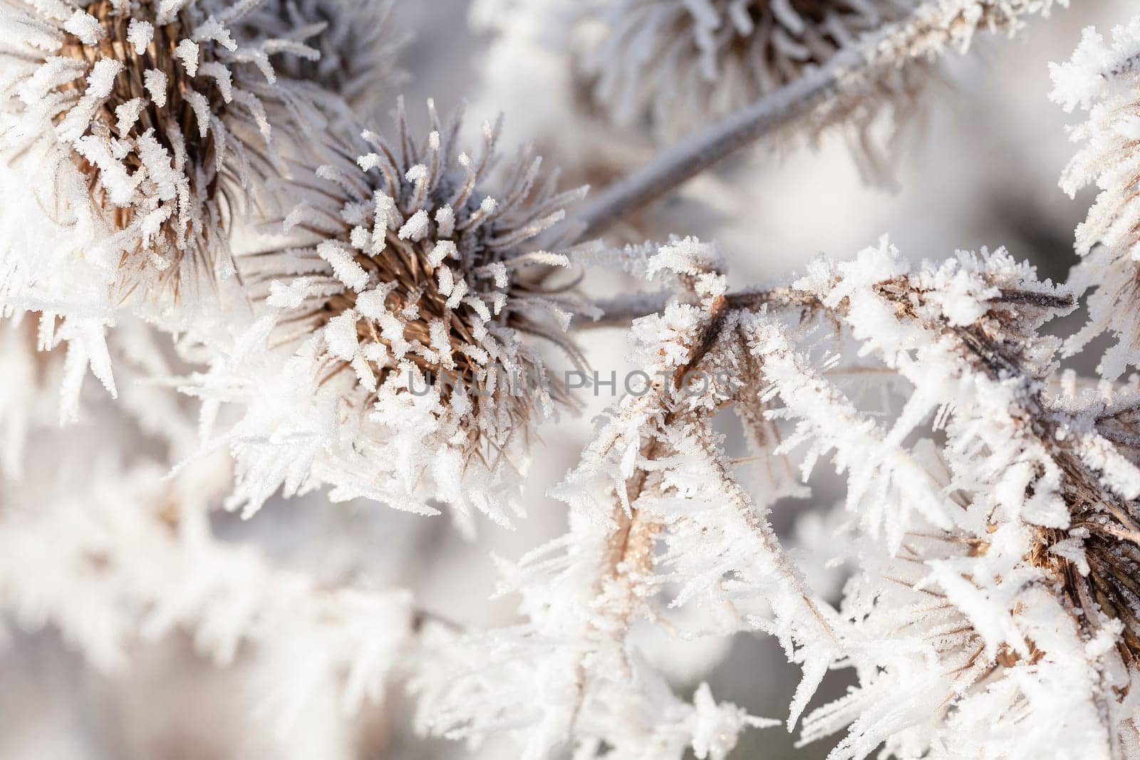 Thistle in winter covered in long ice crystals from freezing fog. Macro close up of frost on a garden plant