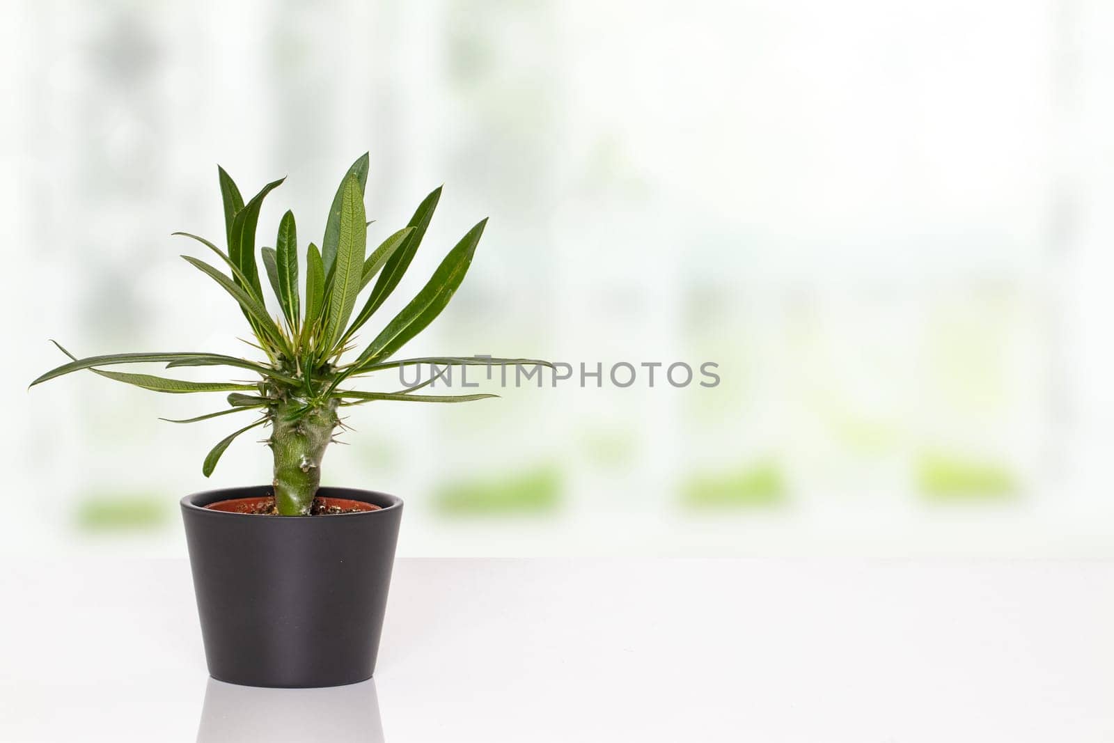 Table top on cactus background. A cactus in a decorative ceramic pot on a white table in front of abstract blurred bright windows. Template for product display montage.