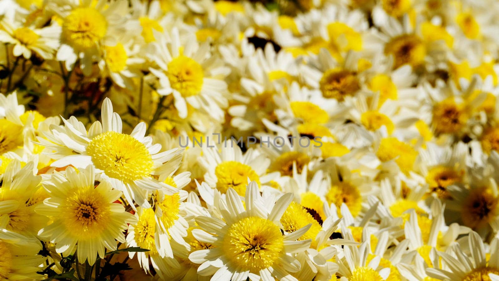 The flowers chrysanthemum wallpaper in autumnfor background picture