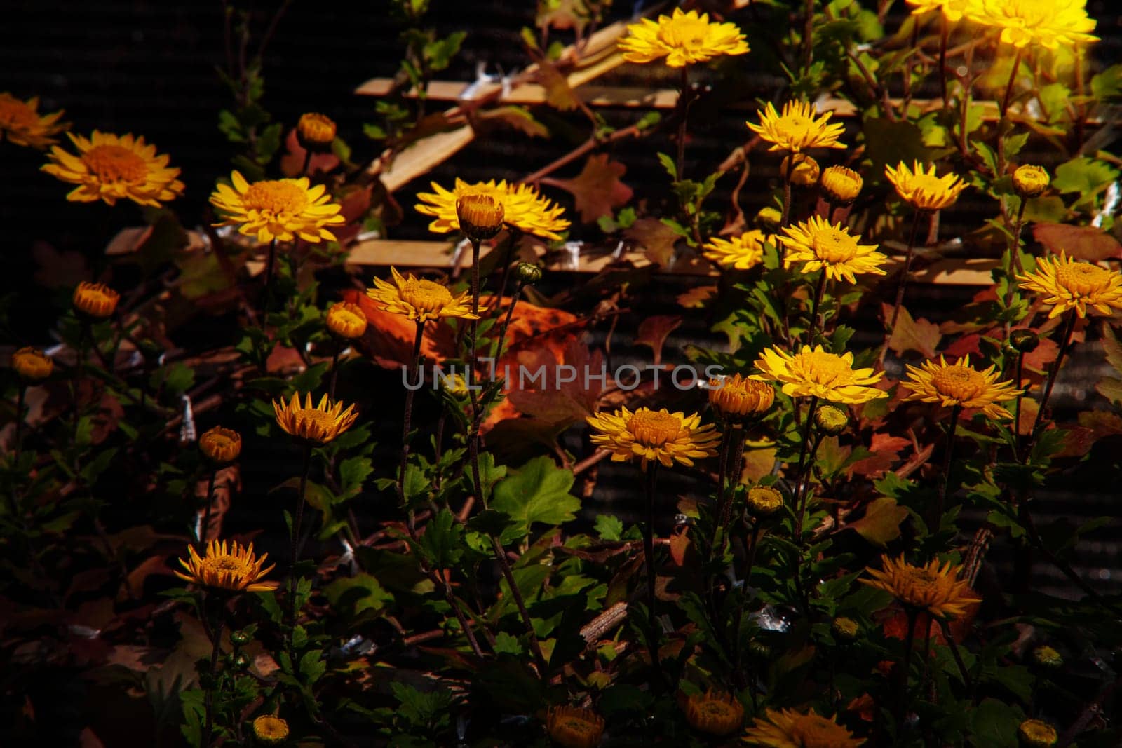 The flowers chrysanthemum wallpaper in autumnfor background picture