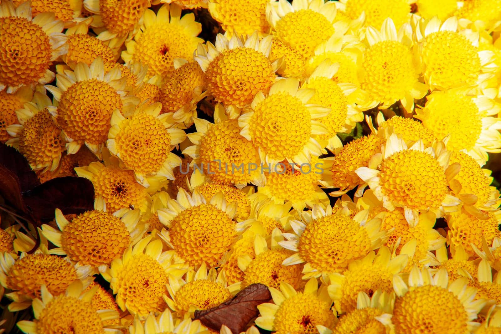 The flowers chrysanthemum wallpaper in autumnfor background picture