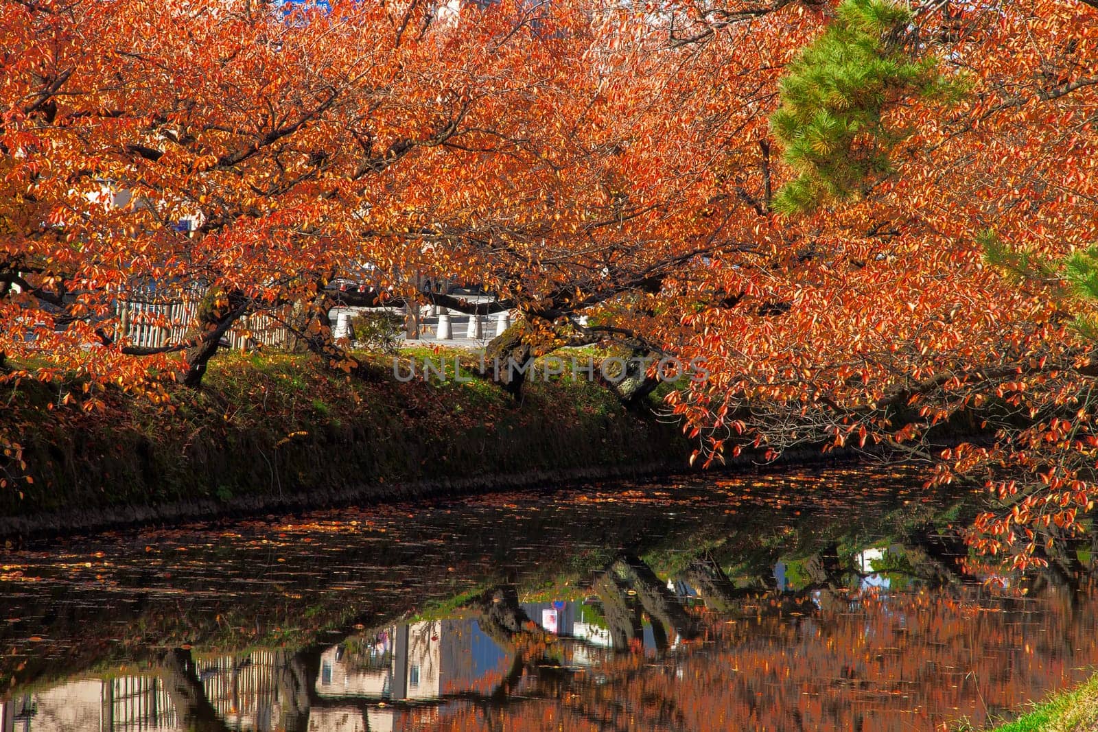 The Oirase Gorge beautiful river druing the autumn season, Japan