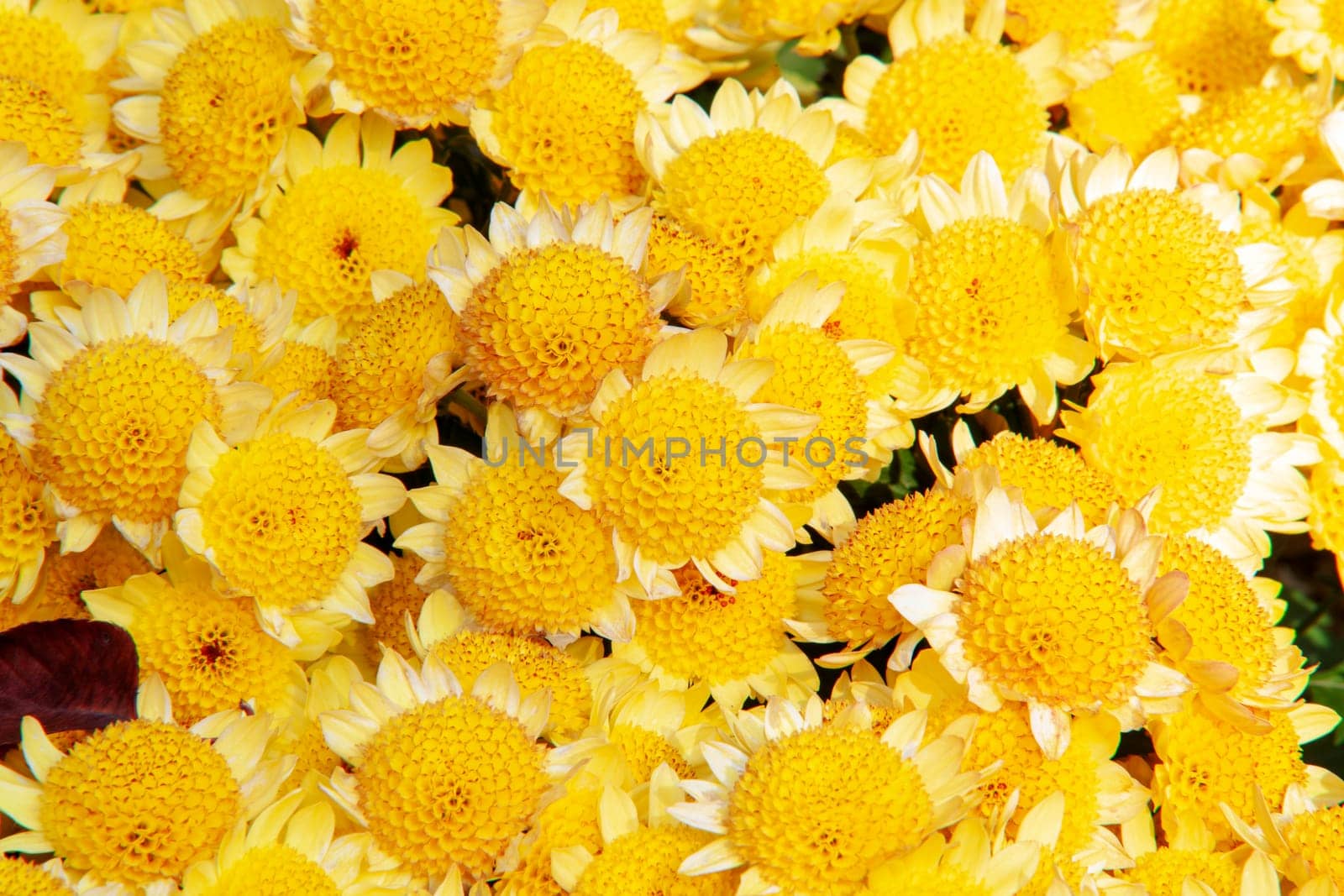 The flowers chrysanthemum wallpaper in autumnfor background picture