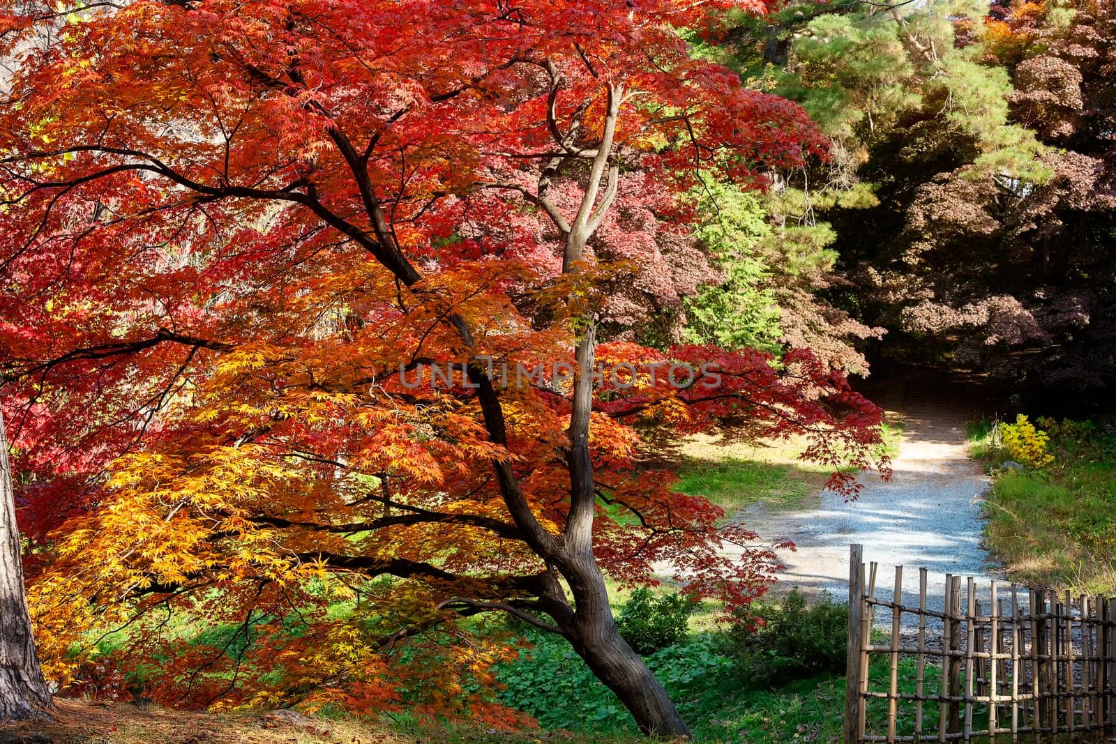 The Red maple leaves border at autumn forest, blurred background. Season changing. A tree branch of maple, fall