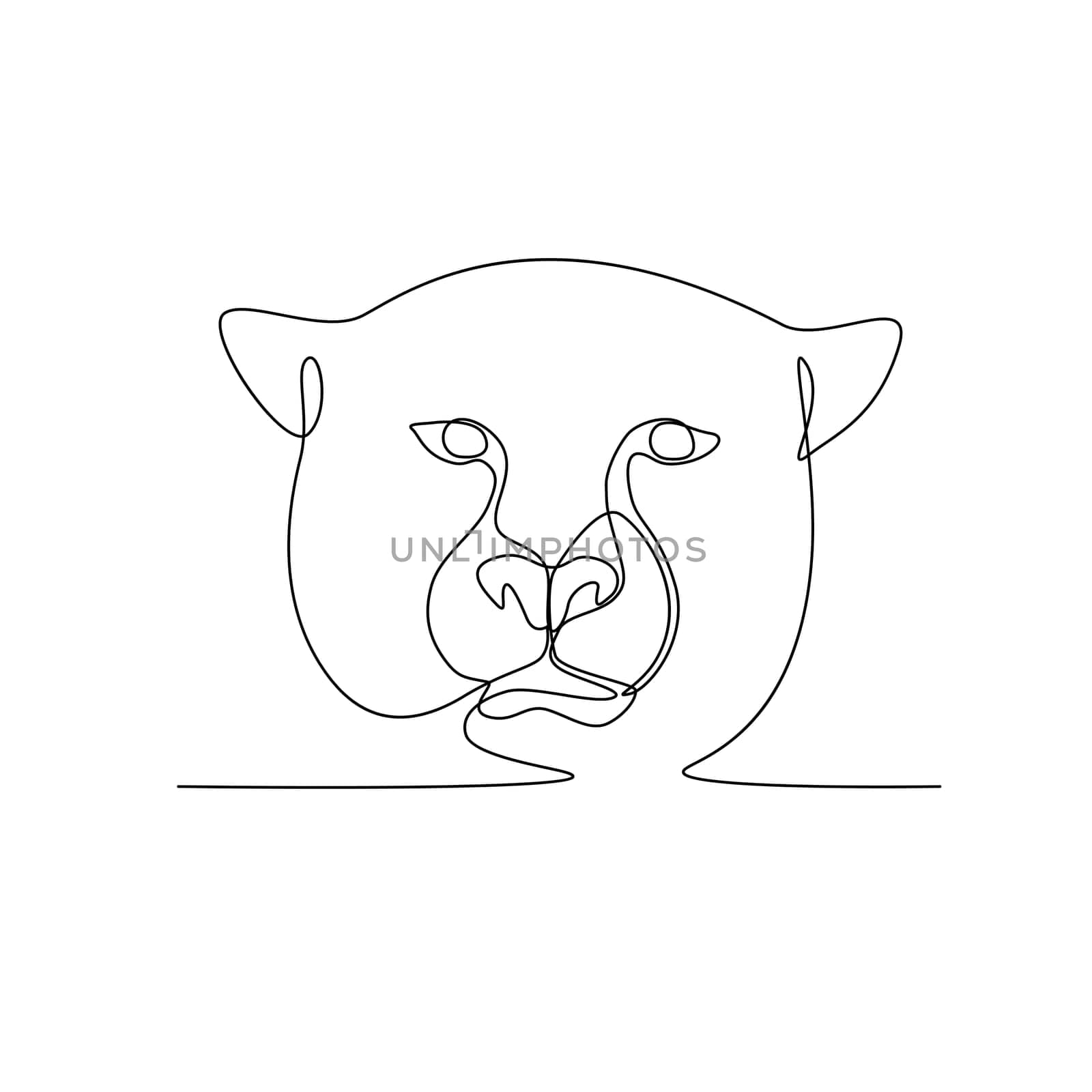 Continuous line illustration of cheetah or big cat head viewed from front  done in black and white monoline style.
