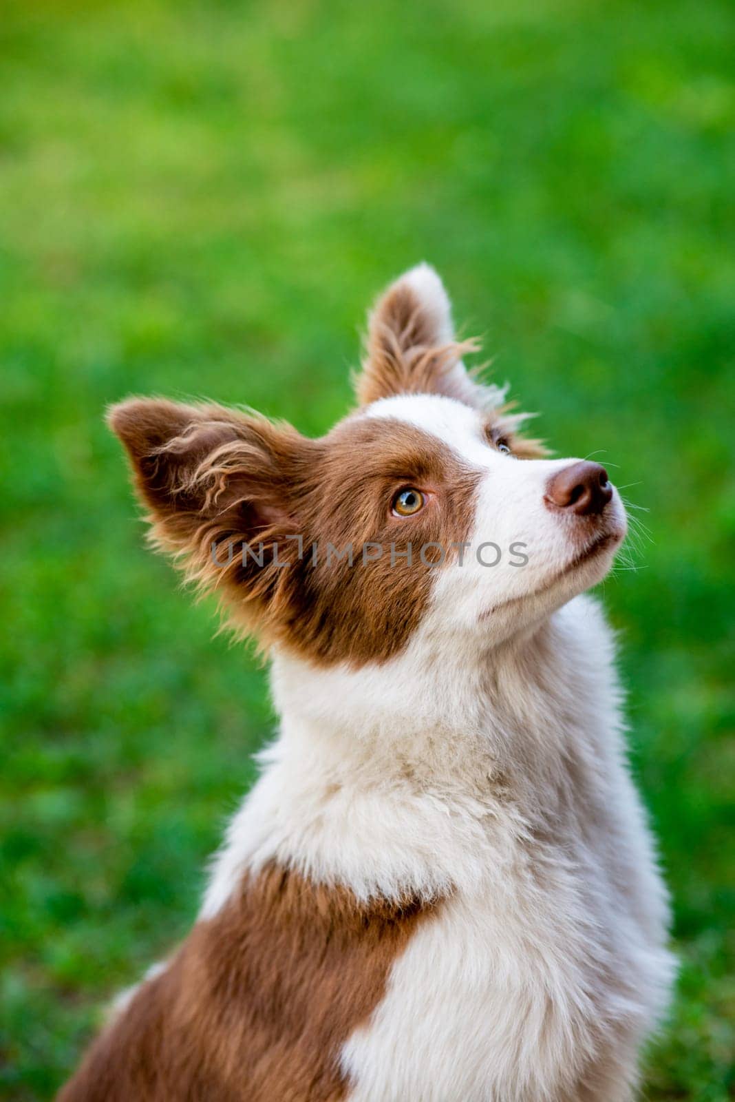 Brown border collie dog sitting