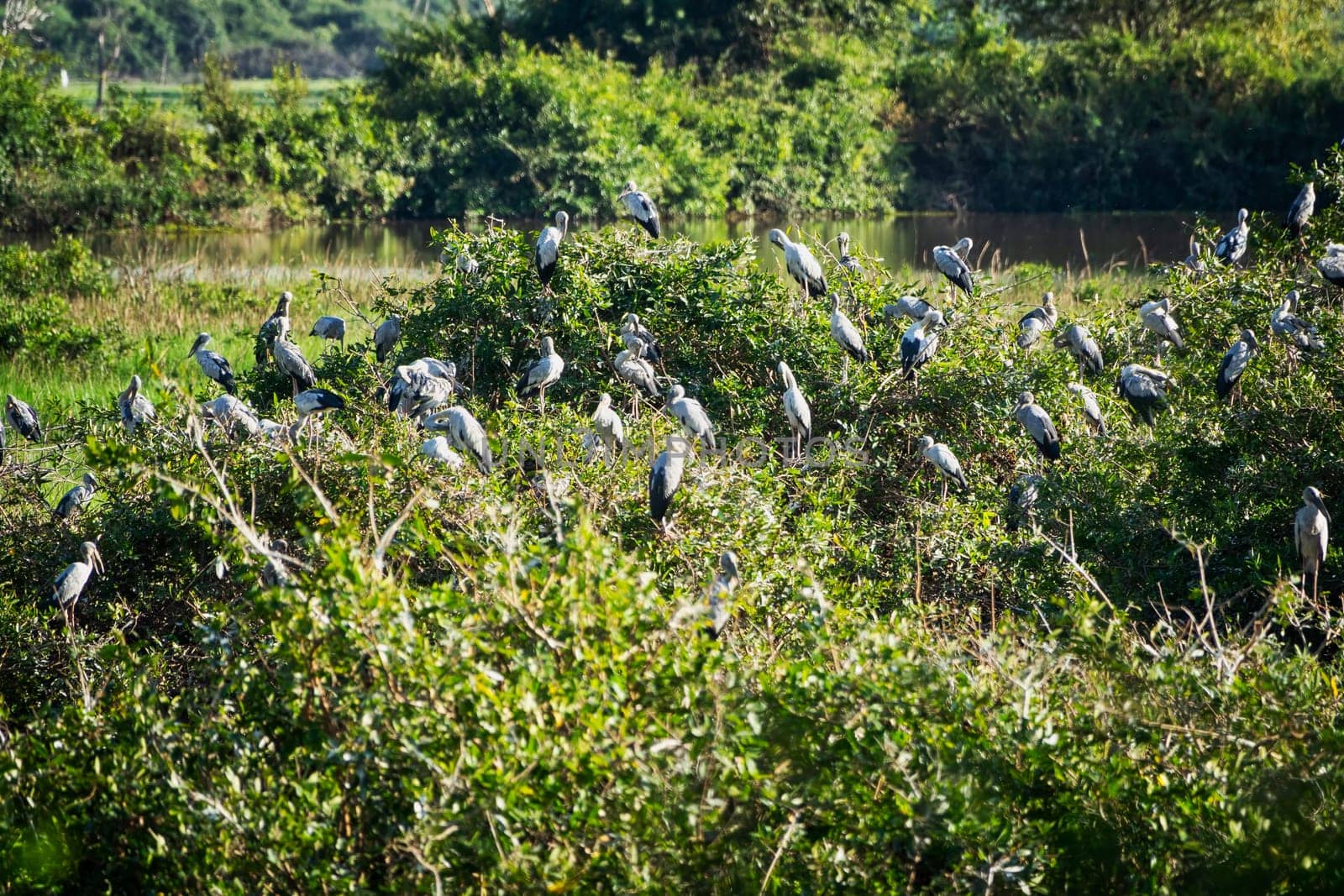 Great Egret Meeting Place, flock of birds sitting together