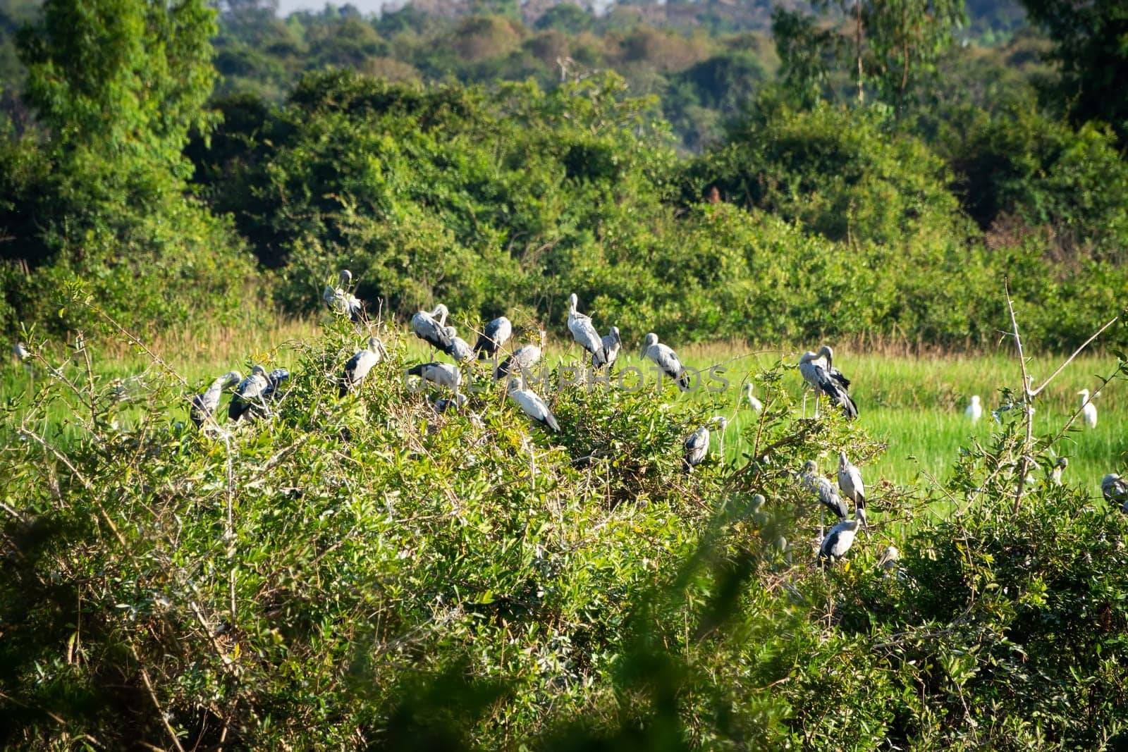 Great Egret Meeting Place, flock of birds sitting together