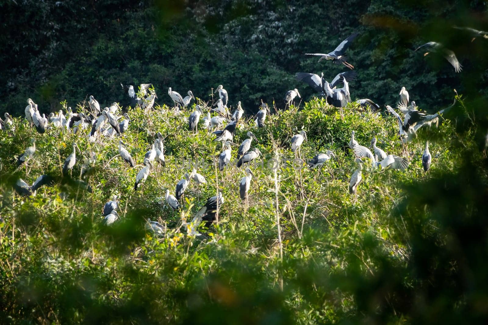 Great Egret Meeting Place, flock of birds sitting together