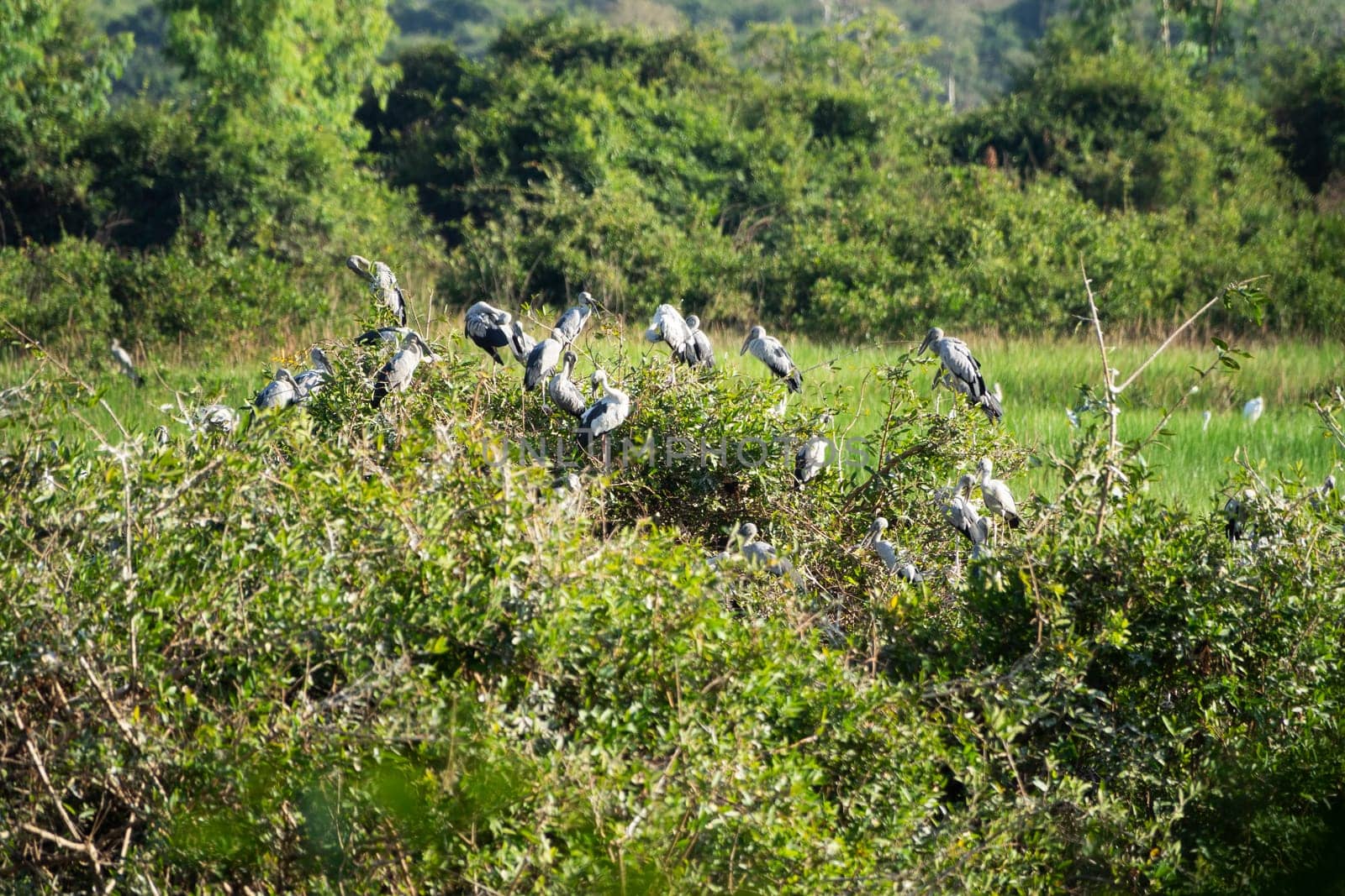 Great Egret Meeting Place, flock of birds sitting together