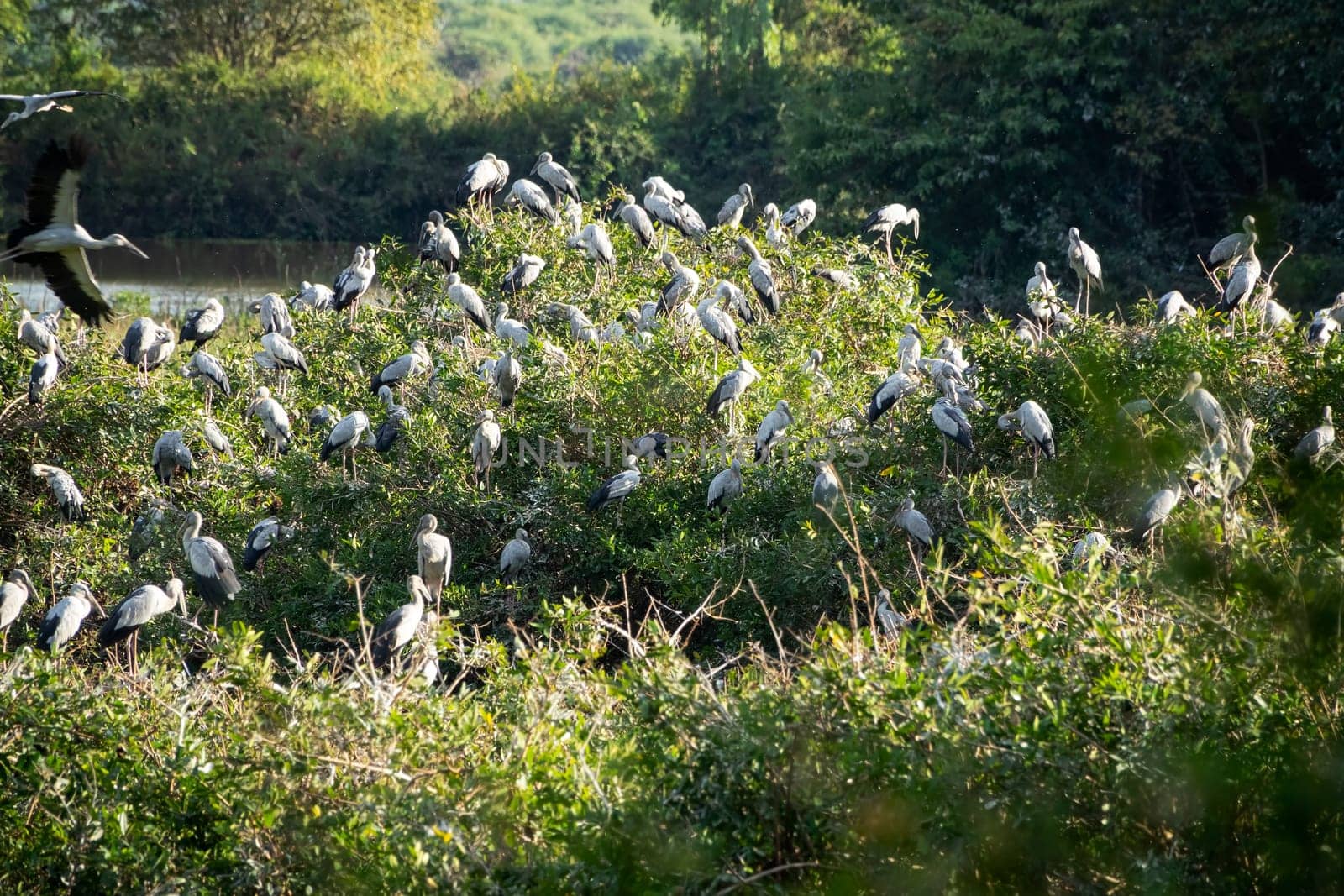Great Egret Meeting Place, flock of birds sitting together