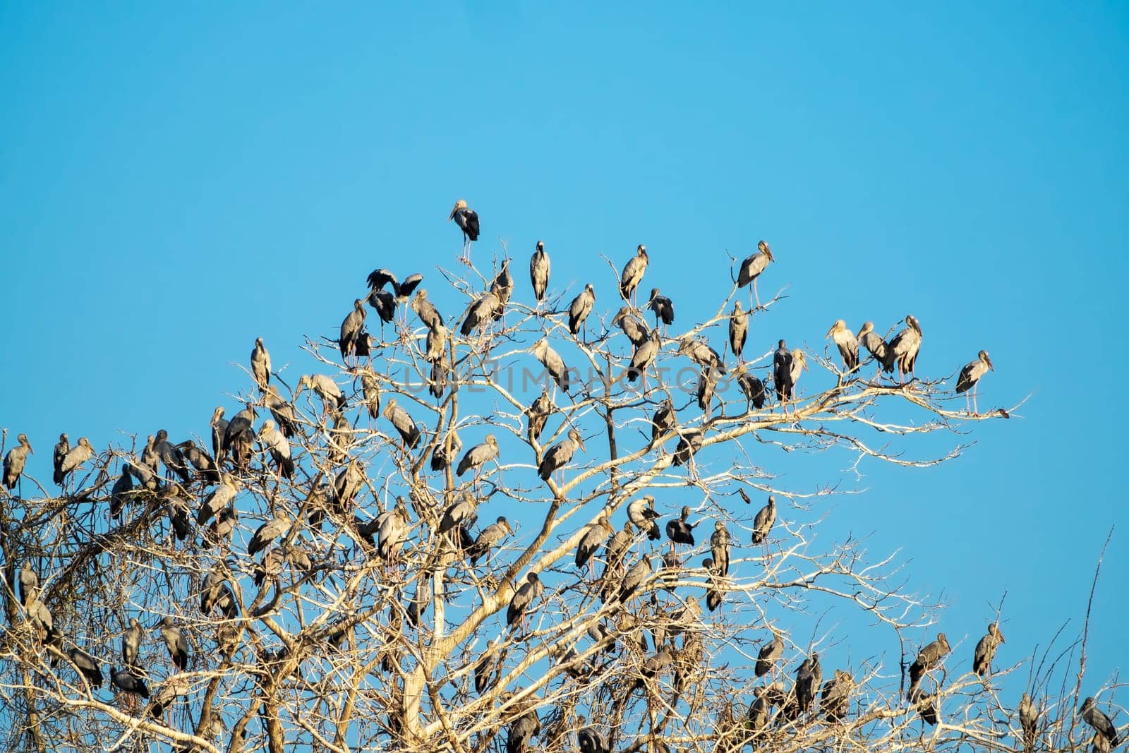 Great Egret Meeting Place, flock of birds sitting on tree