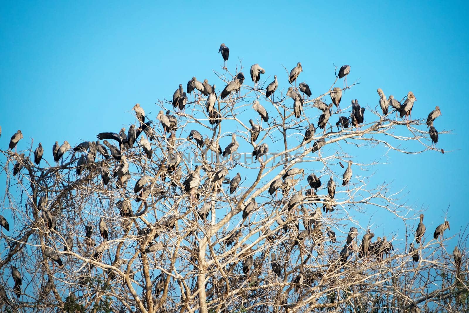 Great Egret Meeting Place, flock of birds sitting on tree