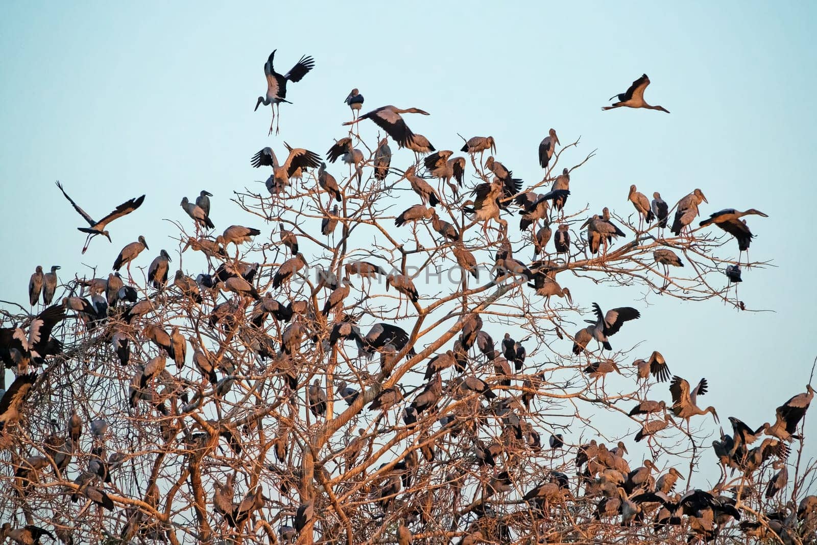 Great Egret Meeting Place, flock of birds sitting on tree