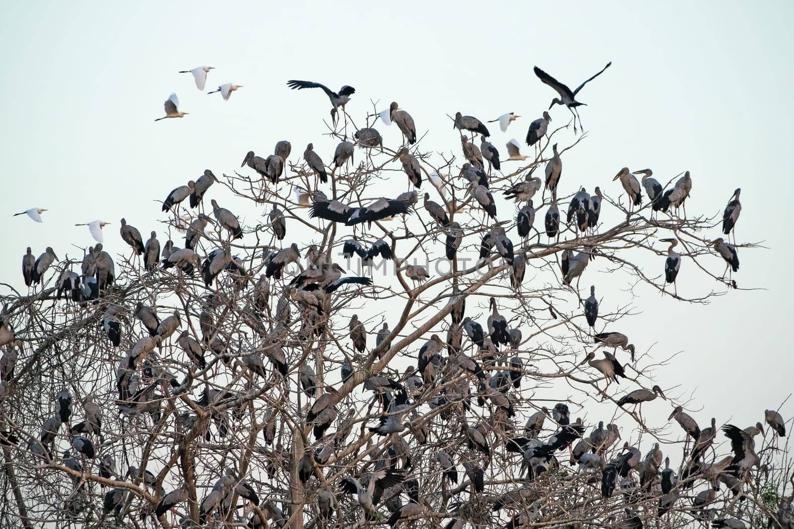 Great Egret Meeting Place, flock of birds sitting on tree
