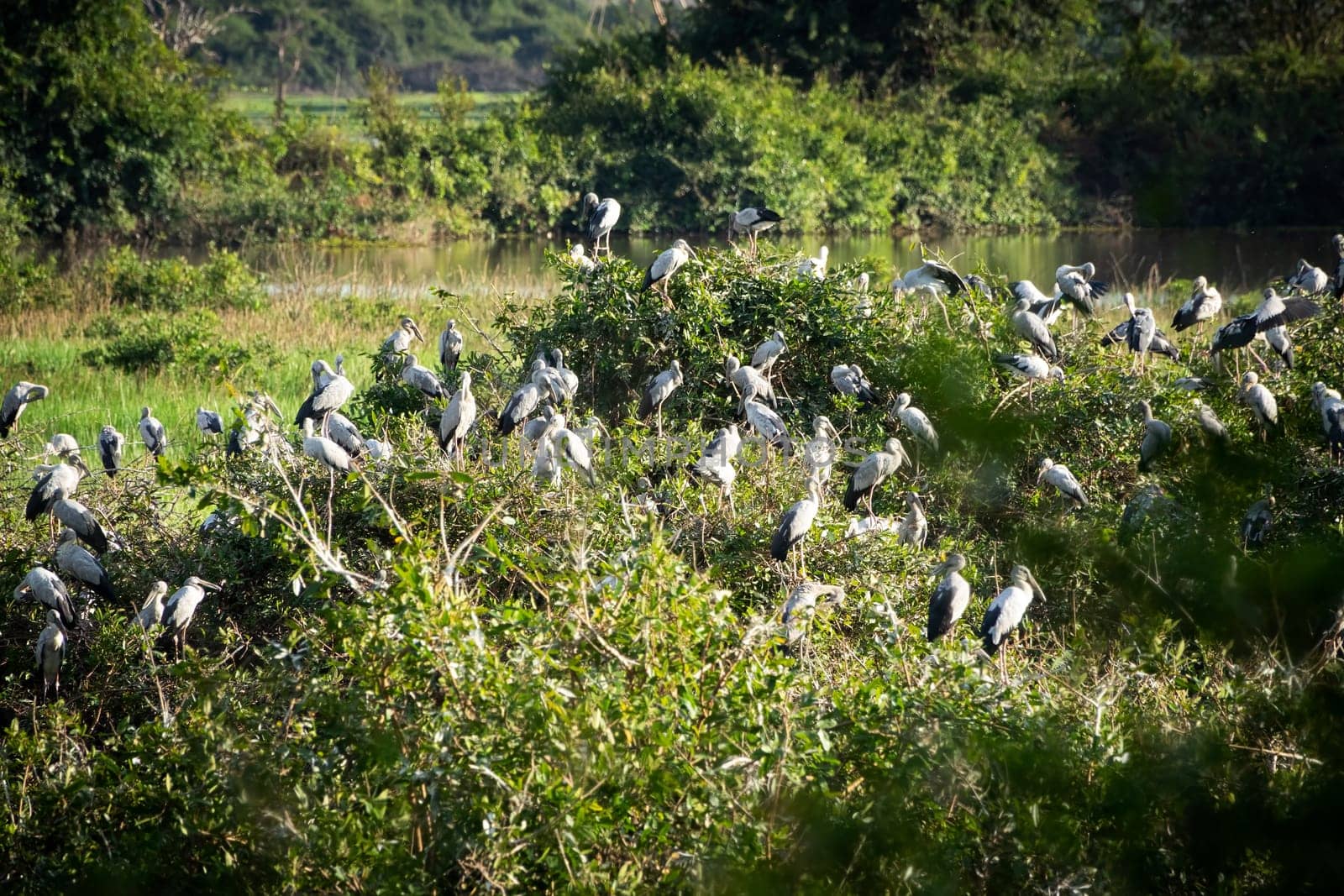 Great Egret Meeting Place, flock of birds sitting together
