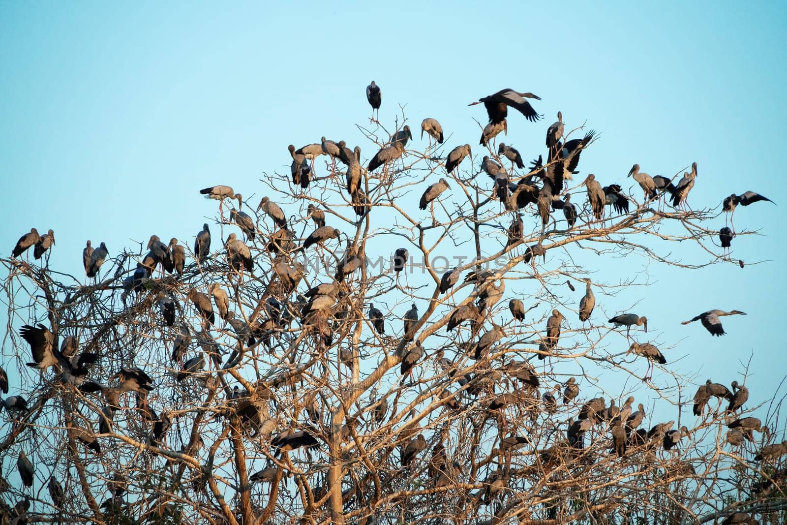 Great Egret Meeting Place, flock of birds sitting on tree
