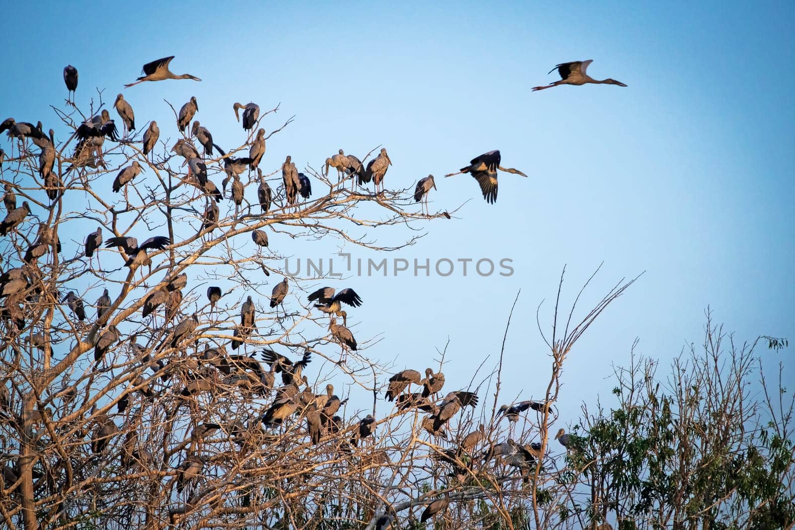Great Egret Meeting Place, flock of birds sitting on tree