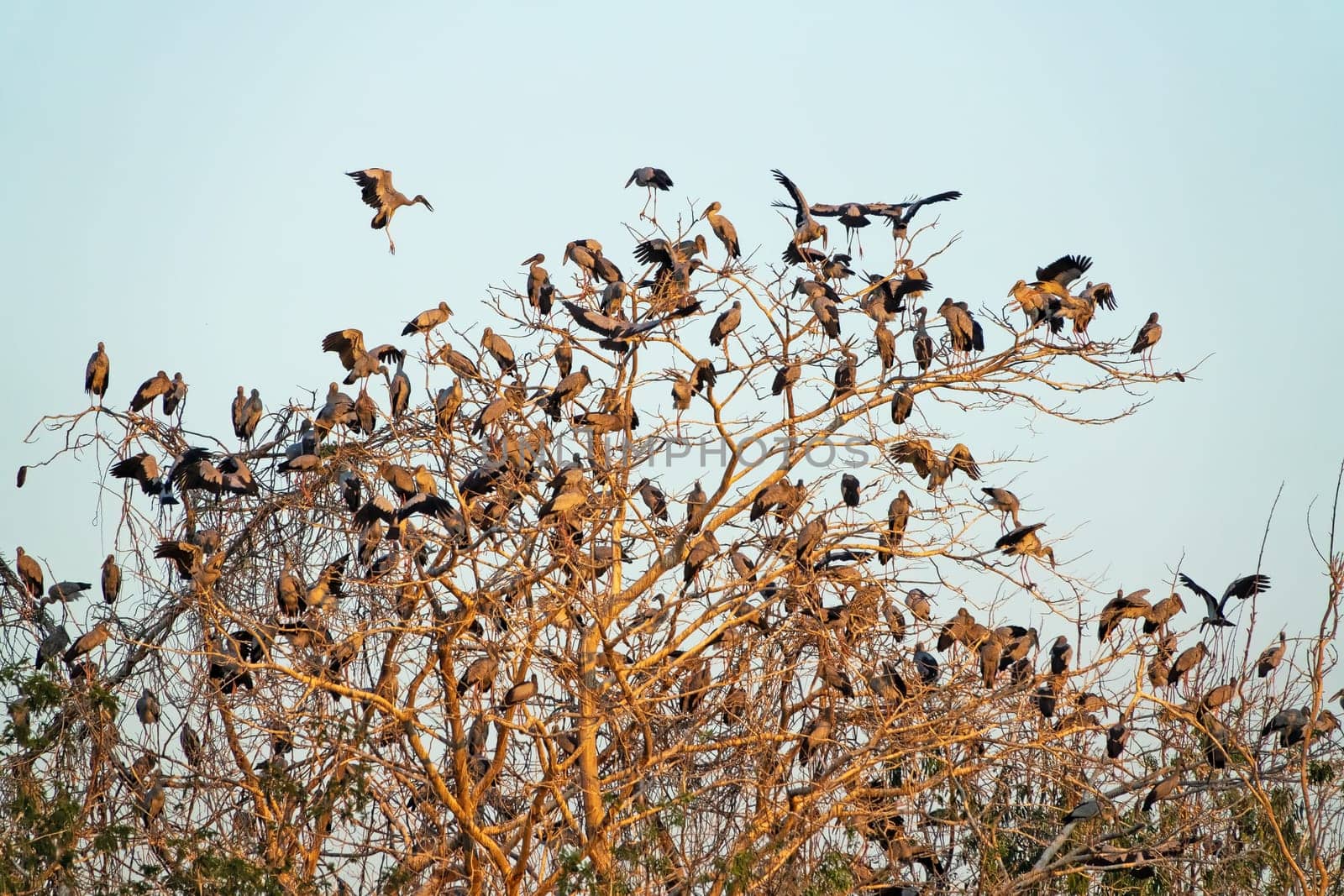 Great Egret Meeting Place, flock of birds sitting on tree