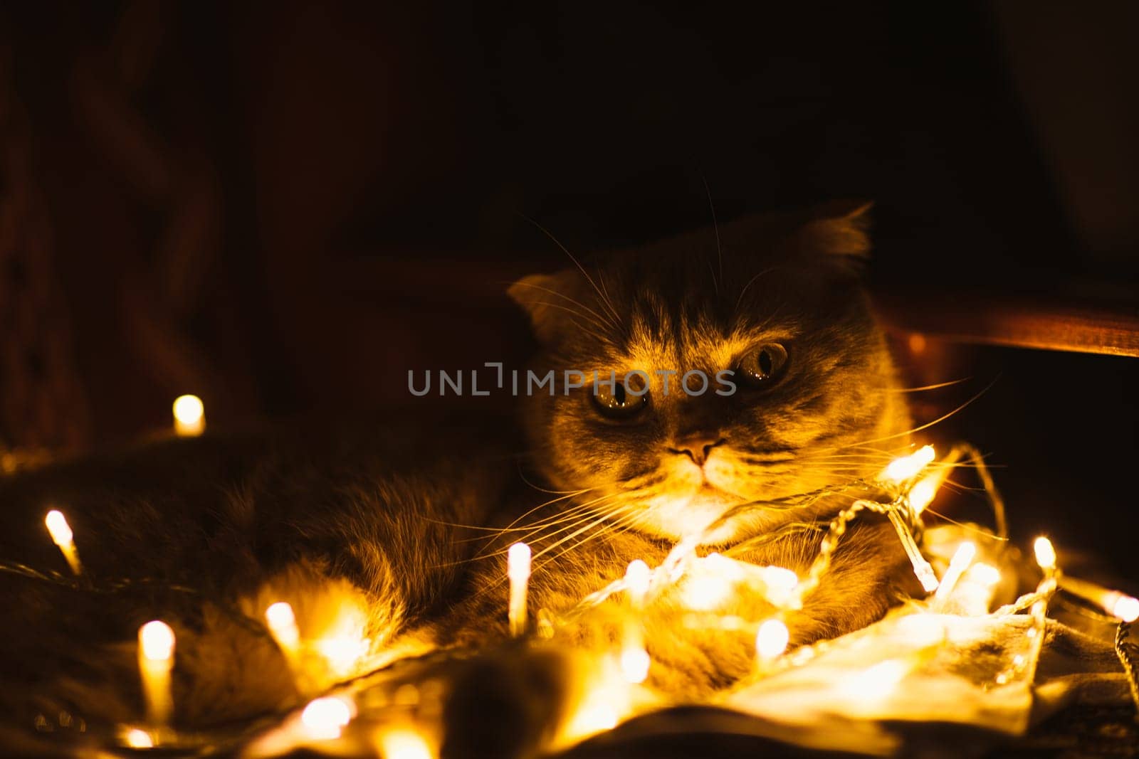 Scottish cat with Christmas lights on sofa.