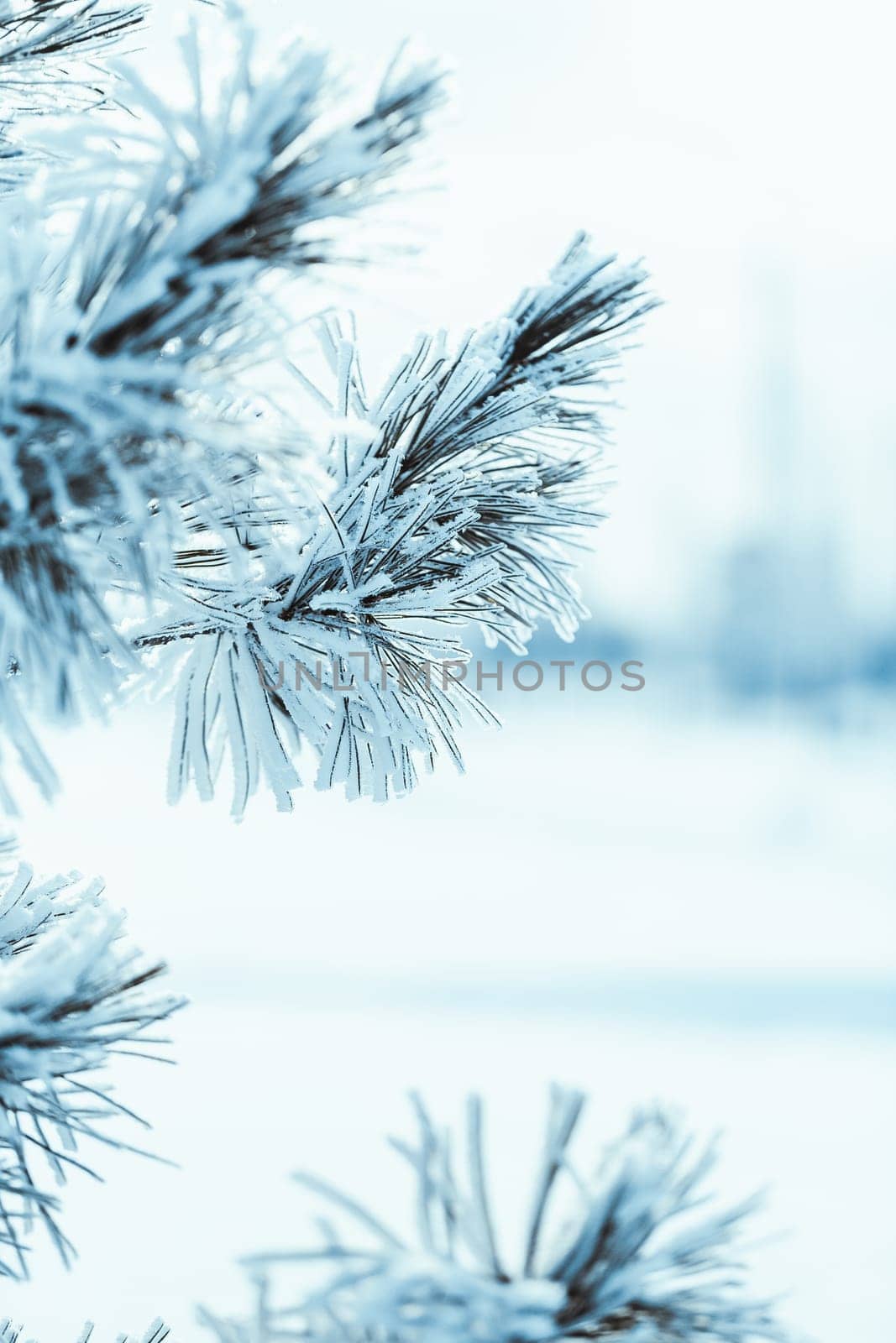 frozen spruce in hoarfrost in winter afternoon.
