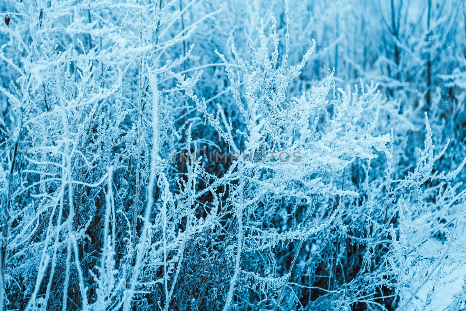 winter forest and branches in the snow during the day.